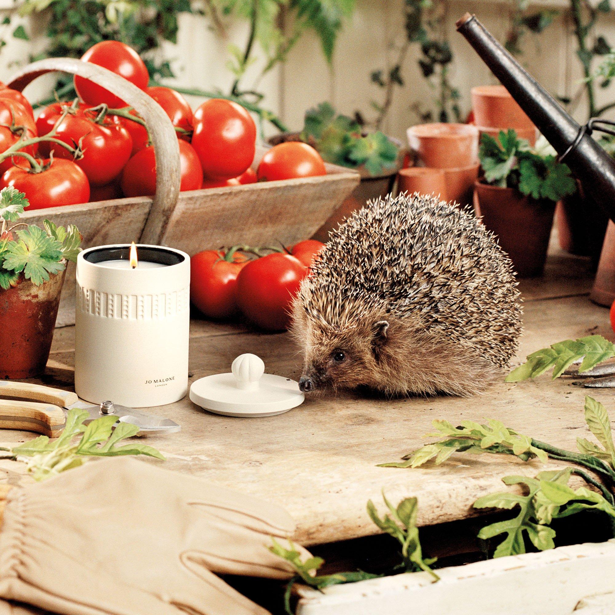 None - Jo Malone London - Lilac Lavender & Lovage Townhouse Candle 300g - 7