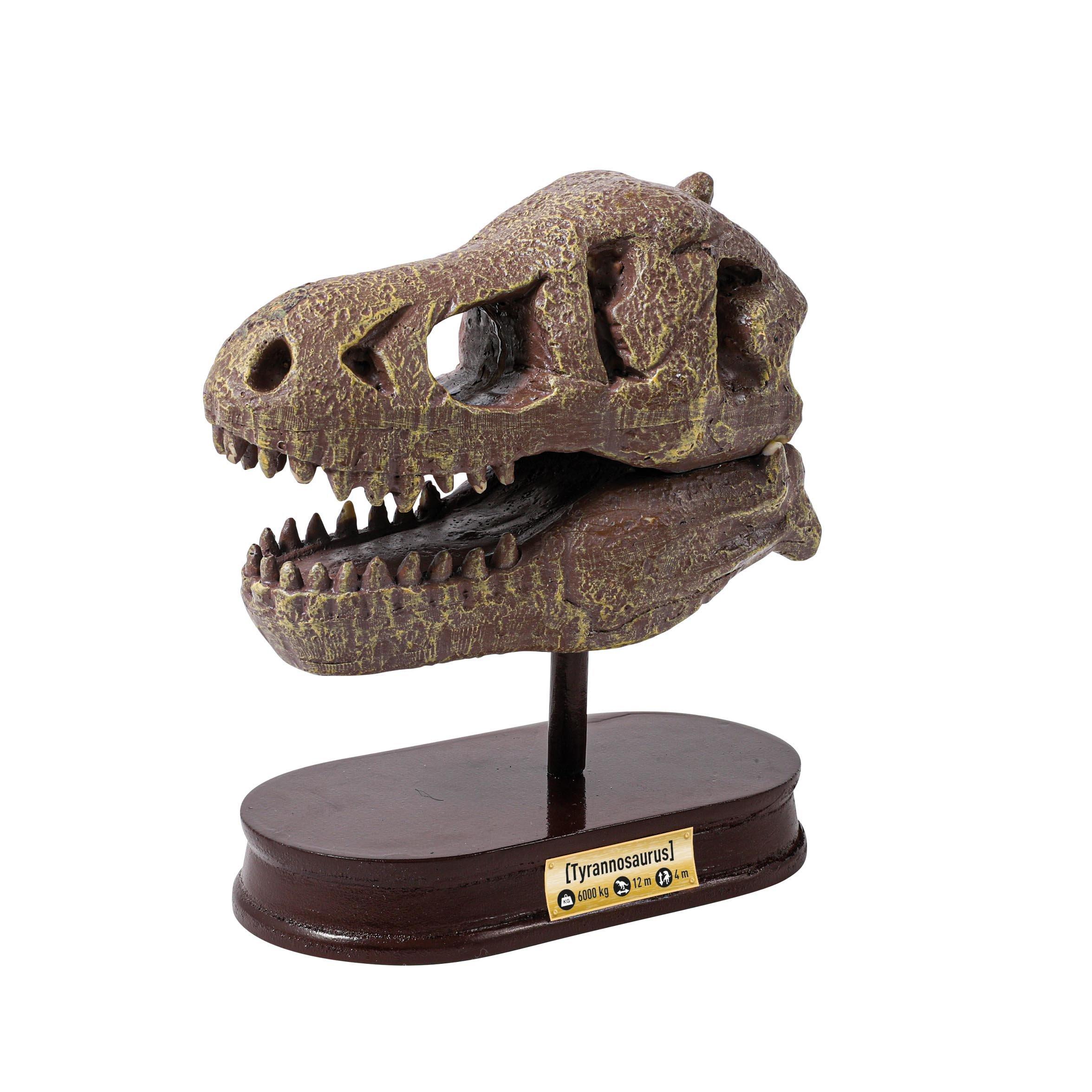 None - Buki France - T-Rex Museum Skull - 3