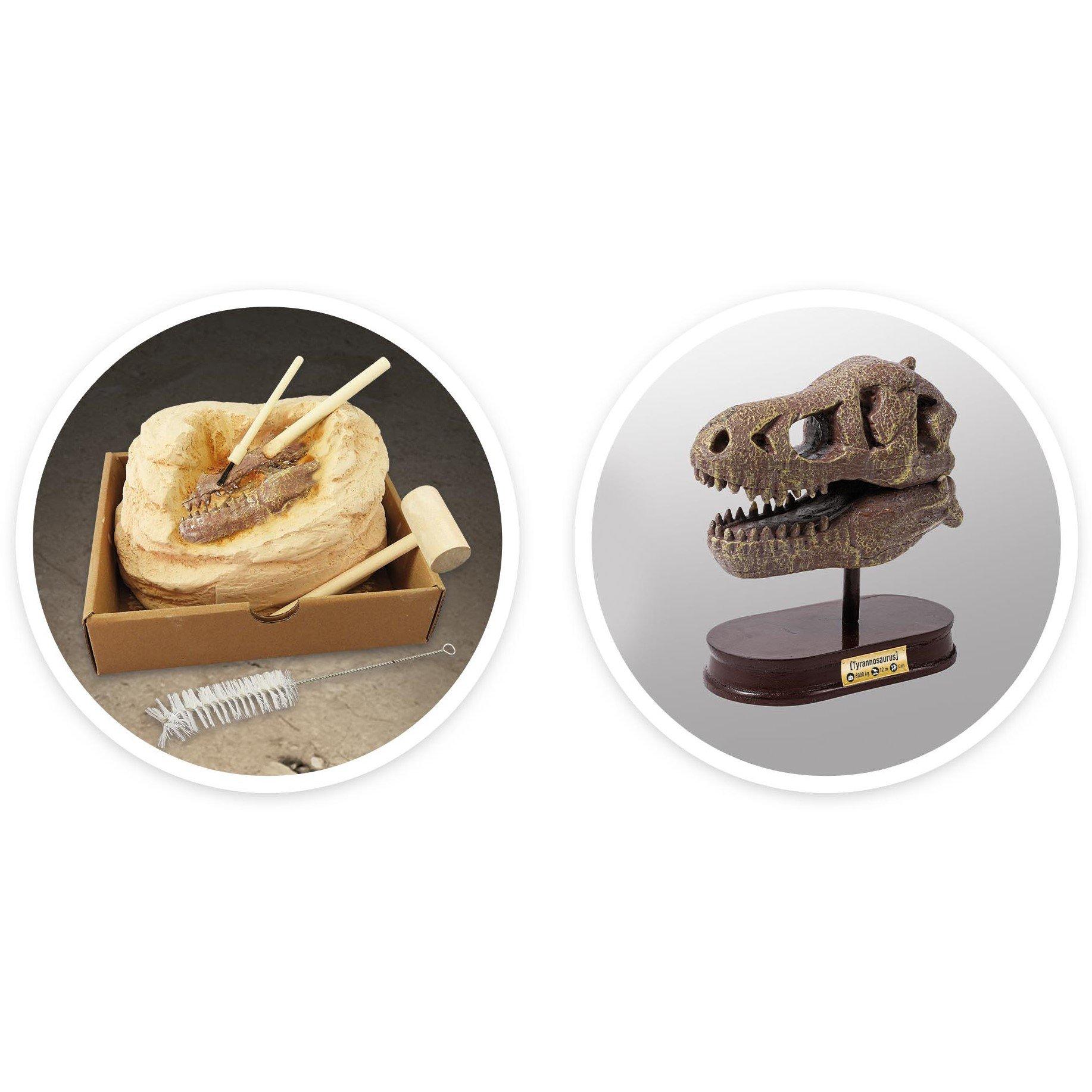 None - Buki France - T-Rex Museum Skull - 4