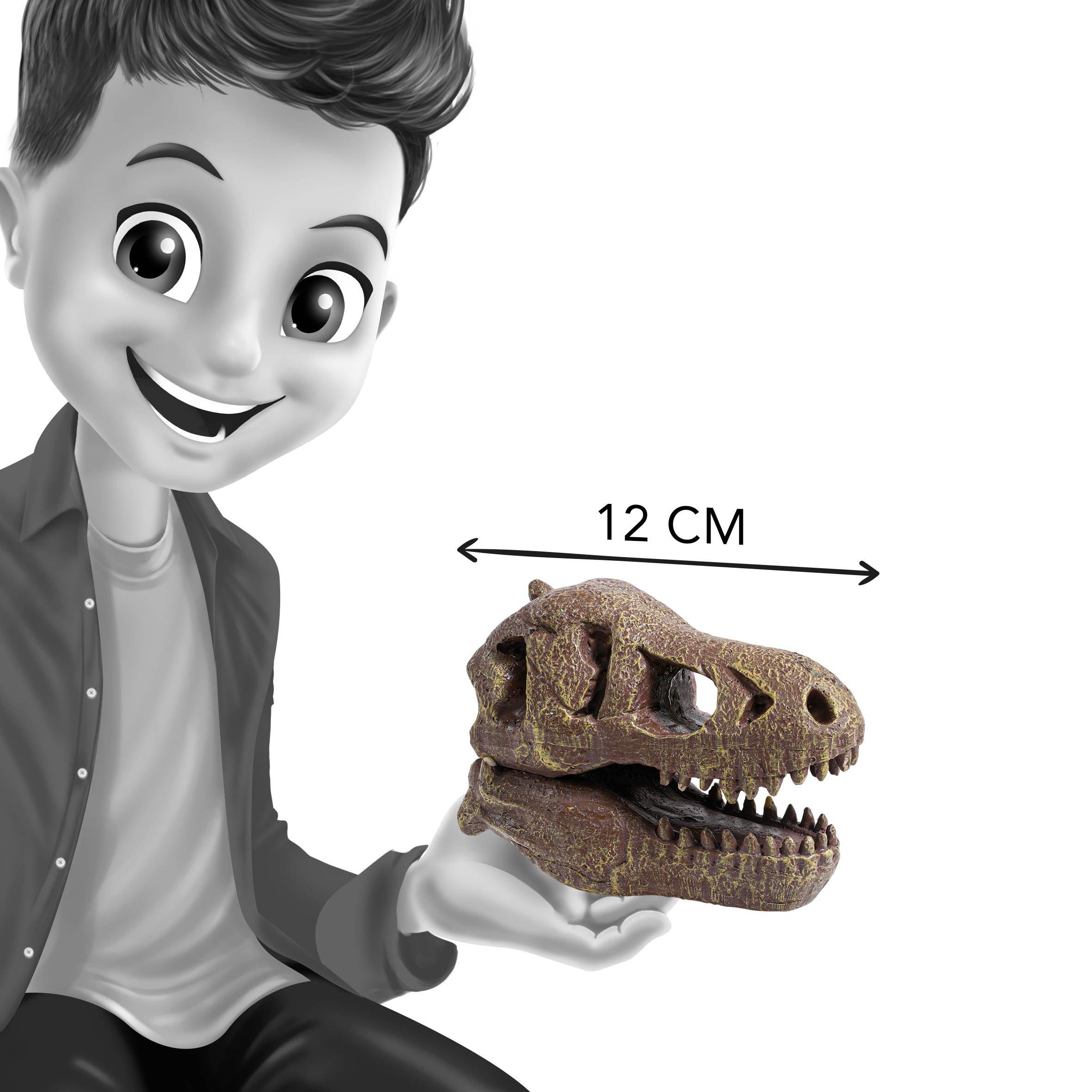 None - Buki France - T-Rex Museum Skull - 5