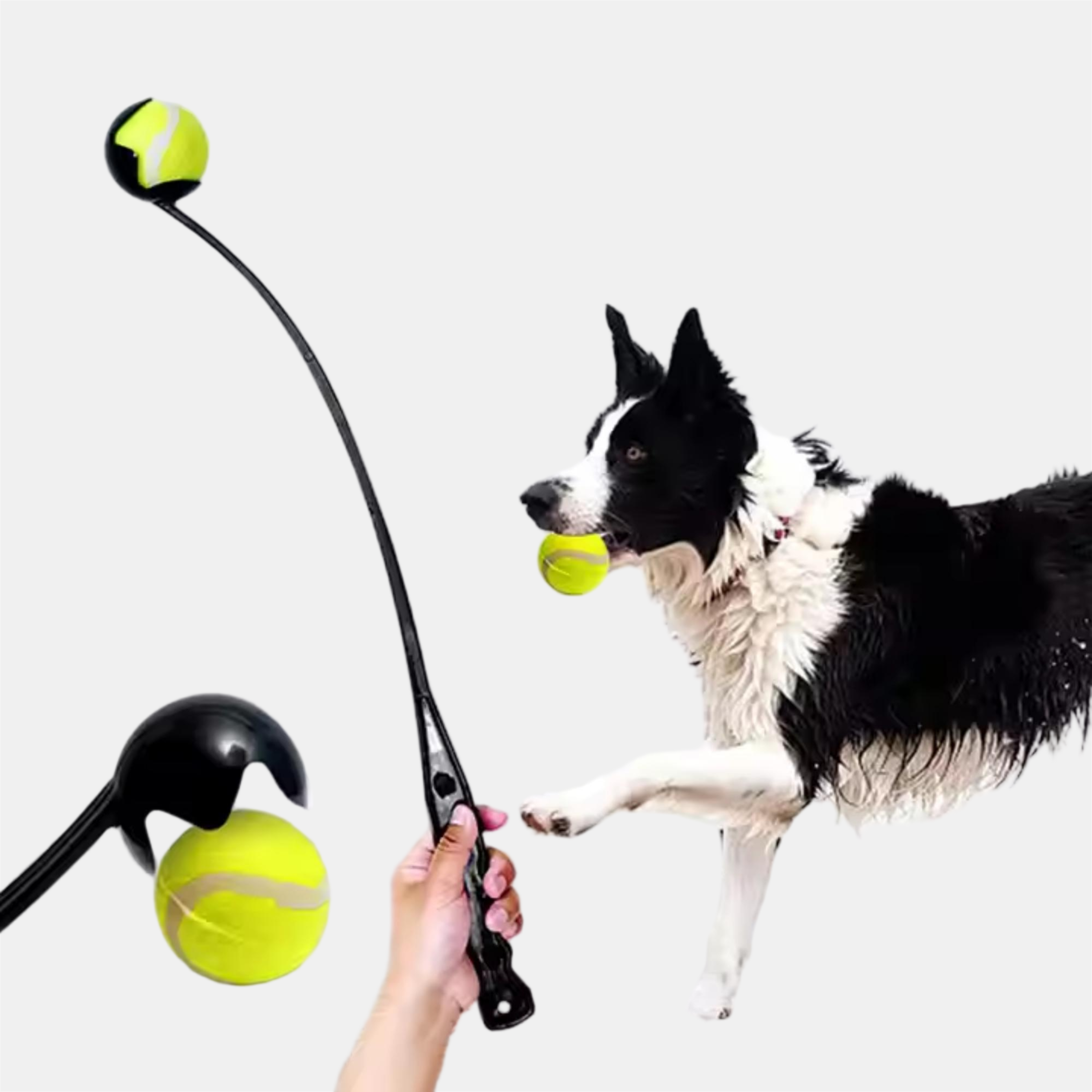 Black - Waggy Tails - Ball Launch - 3