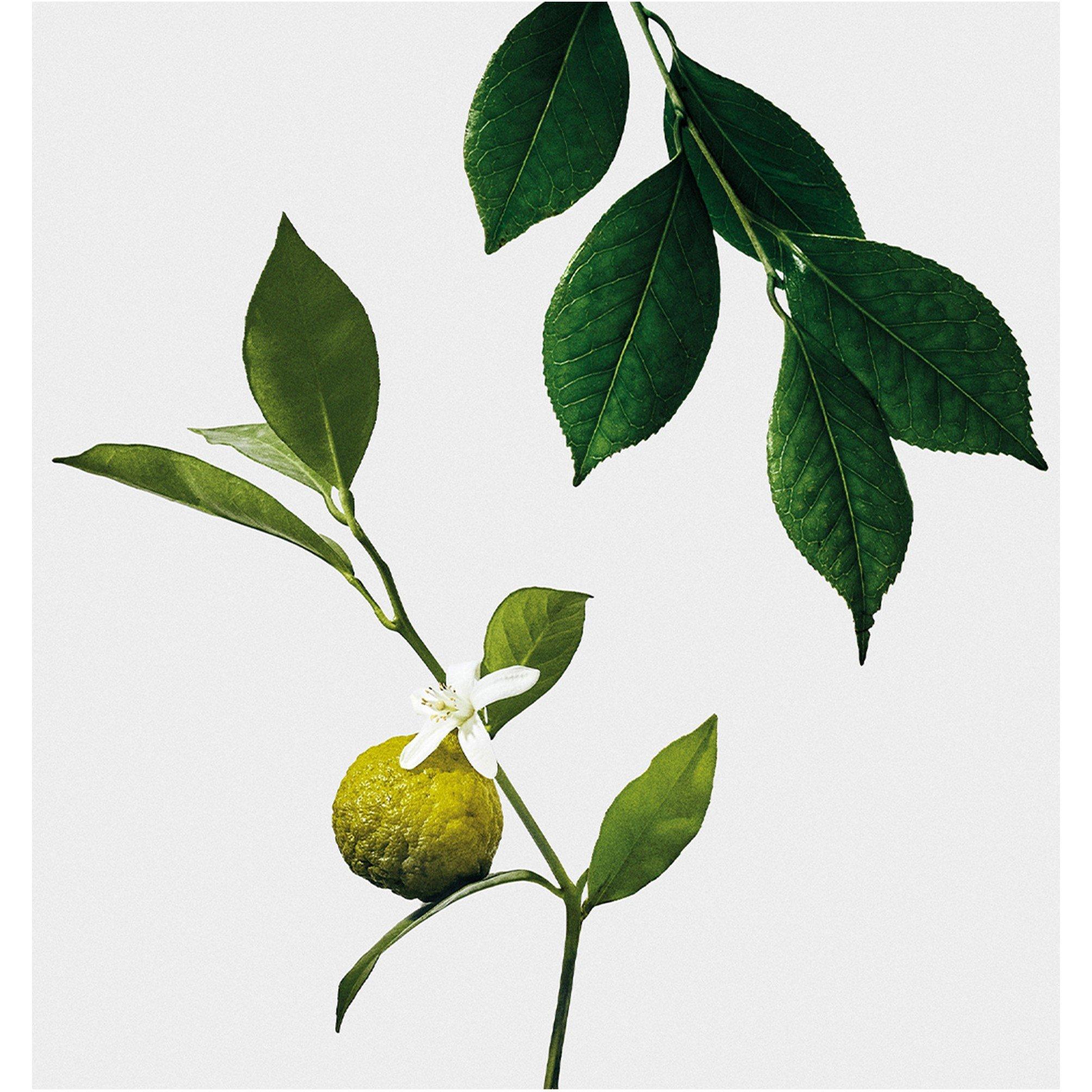 Not Applicable - Loewe - LOEWE Earl Grey Midi Scen - 3
