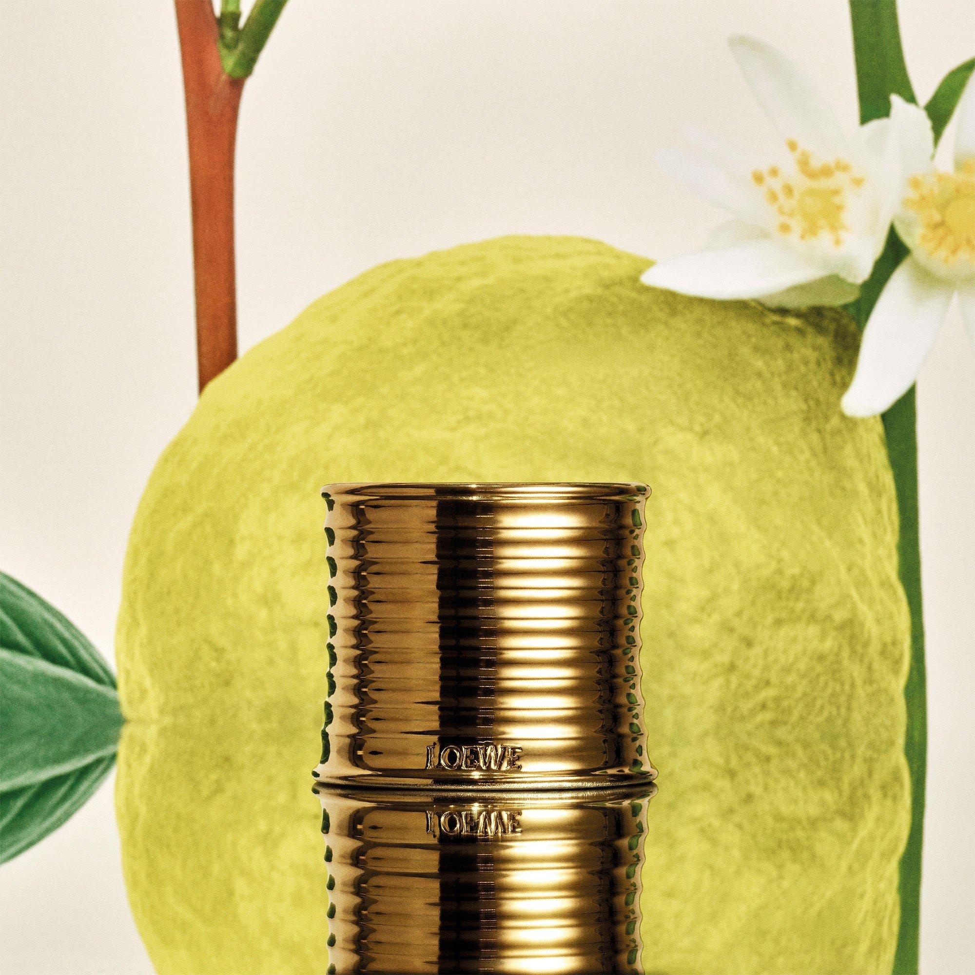 Not Applicable - Loewe - LOEWE Earl Grey Midi Scen - 4