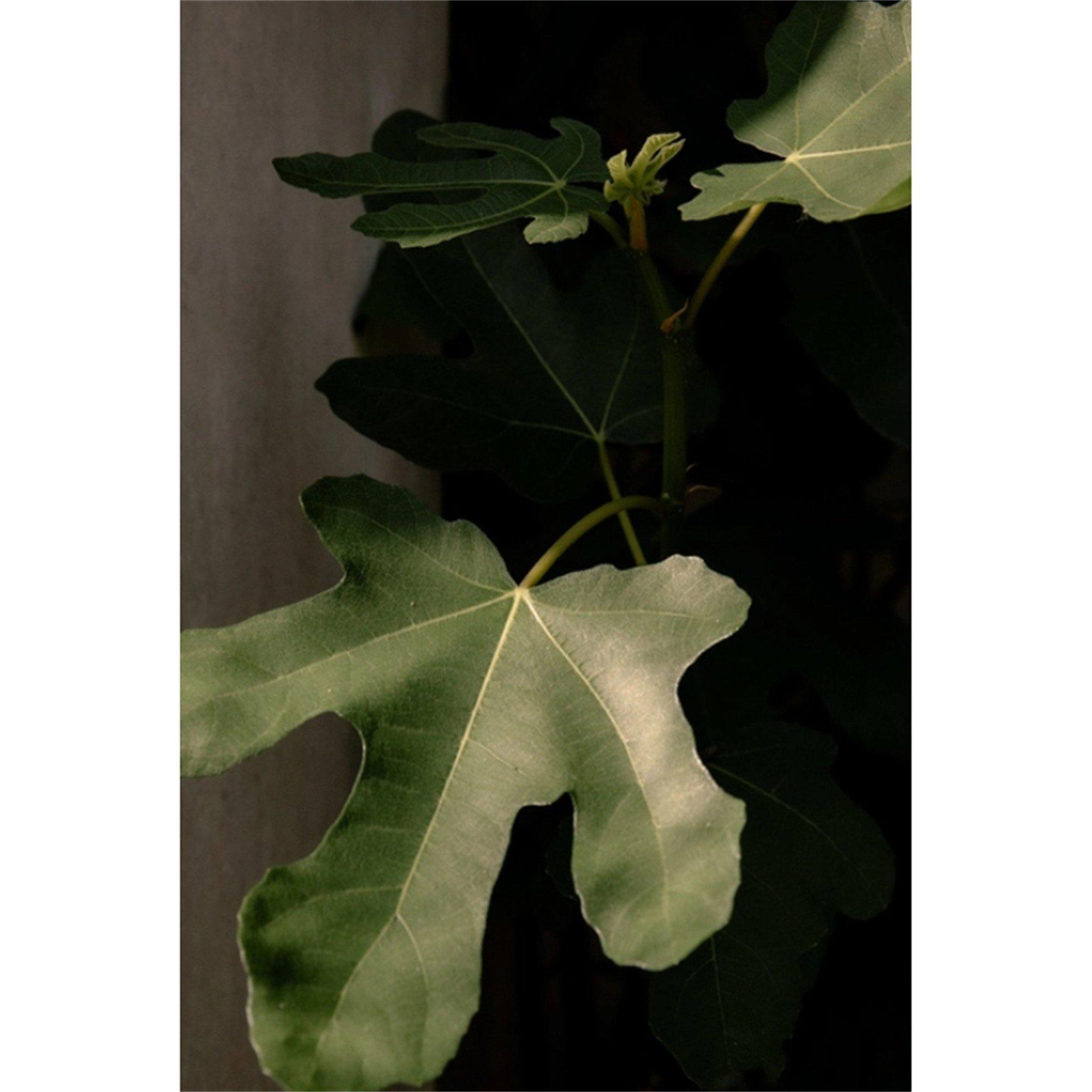 Not Applicable - Bamford - GARDEN FIG CANDLE 220G - 6