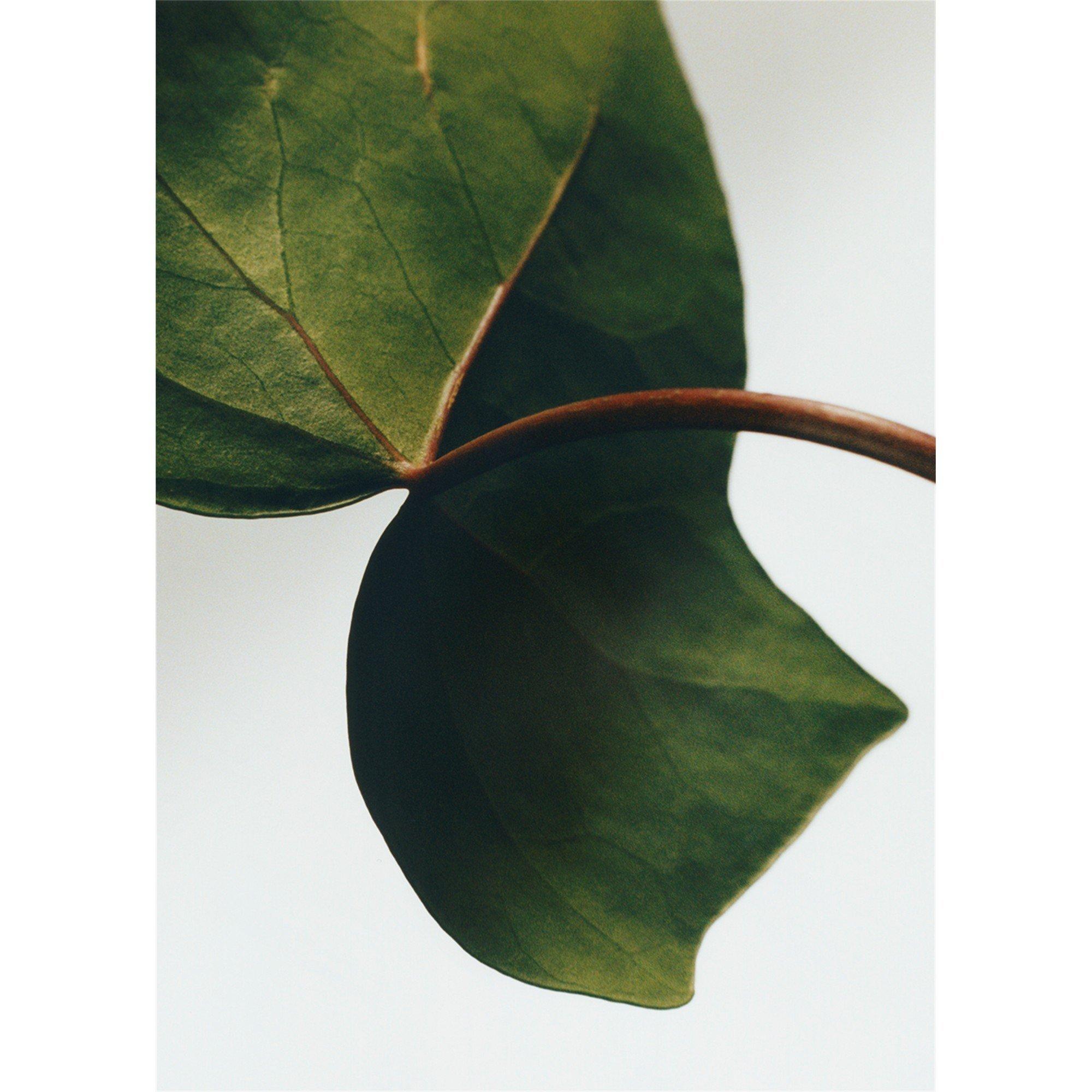 Not Applicable - Loewe - IVY BODY LOTION - 2