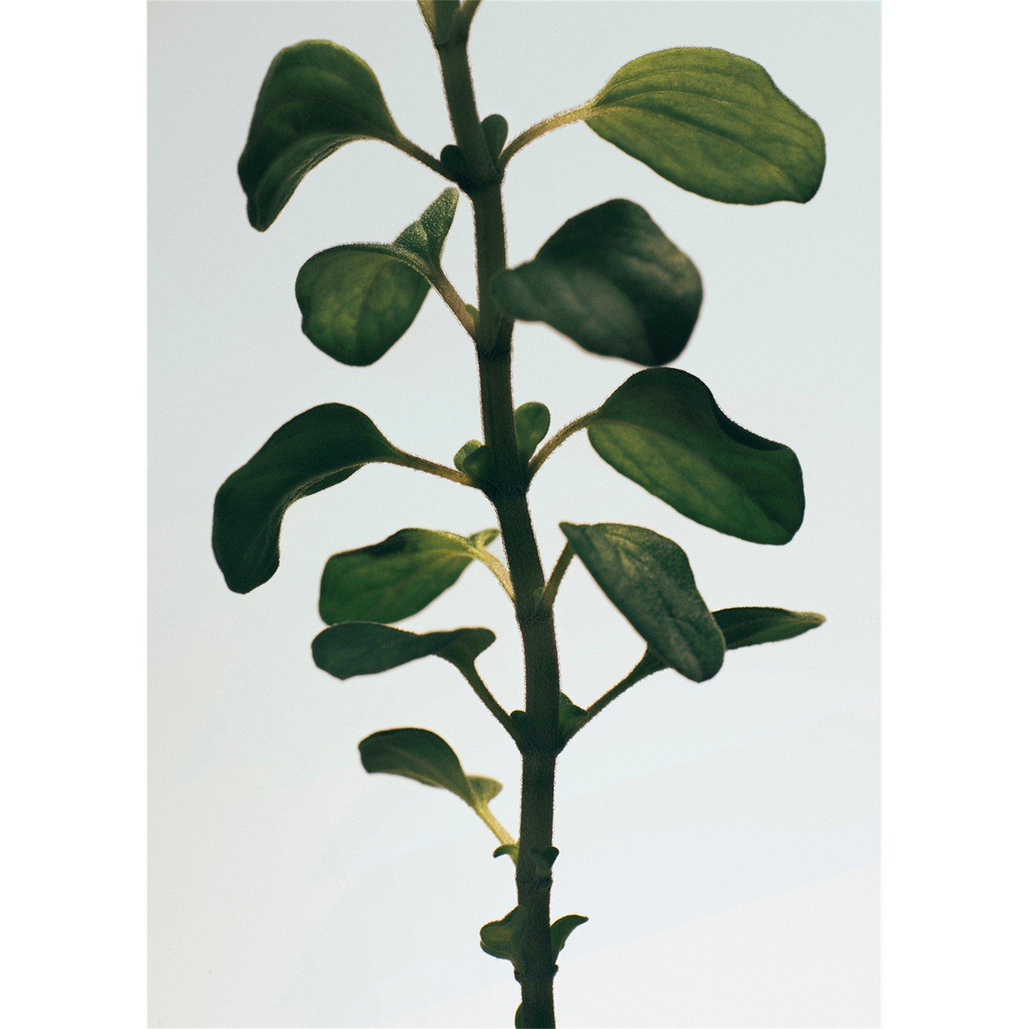 Not Applicable - Loewe - OREGANO SOLID SOAP PACK - 3