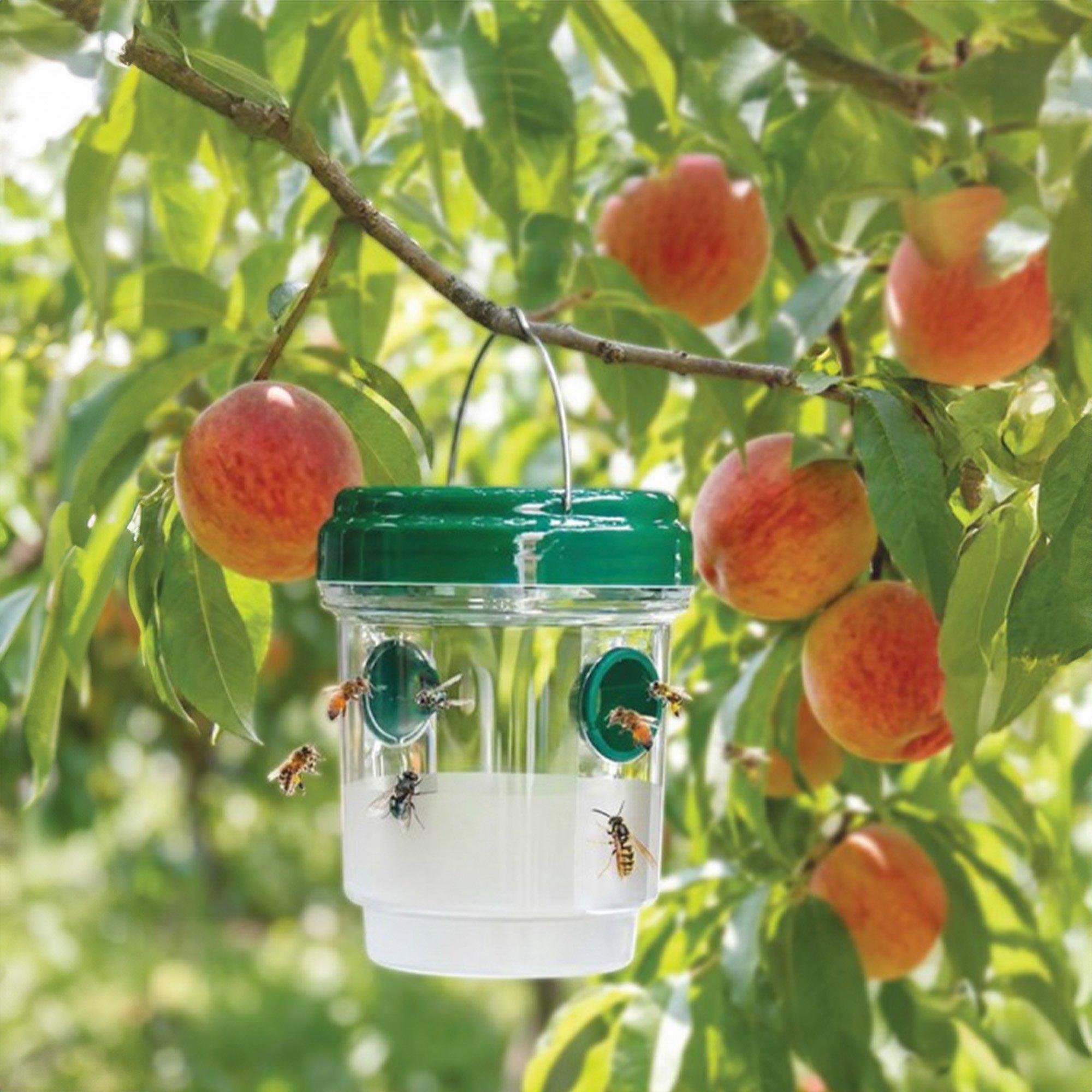 Clear/Green - Dekton - Wasp Trap 11.8cm x 9.2cm - 2