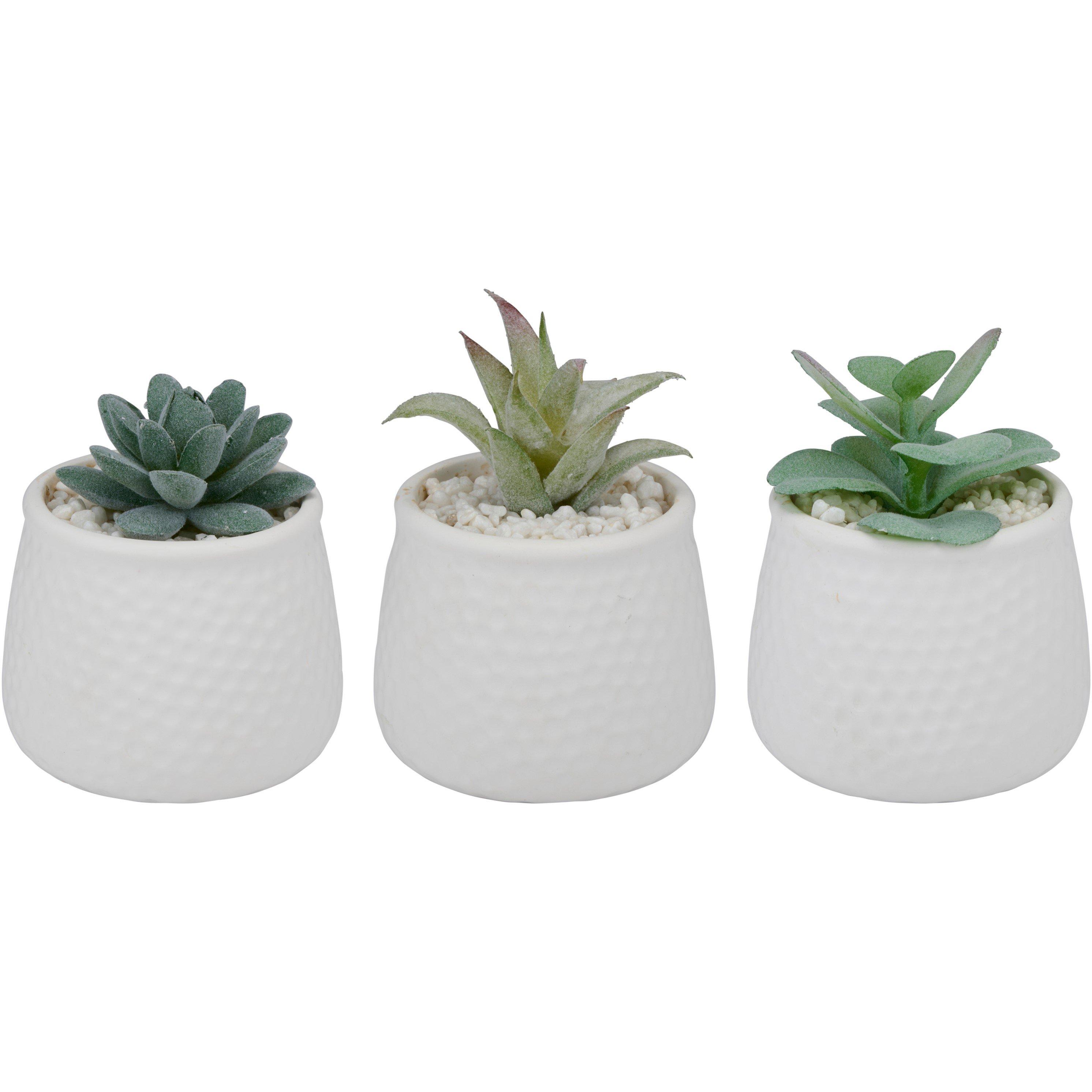White - Arti Casa - 3 Succulents - 2
