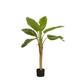 Mica Banana tree in pot green