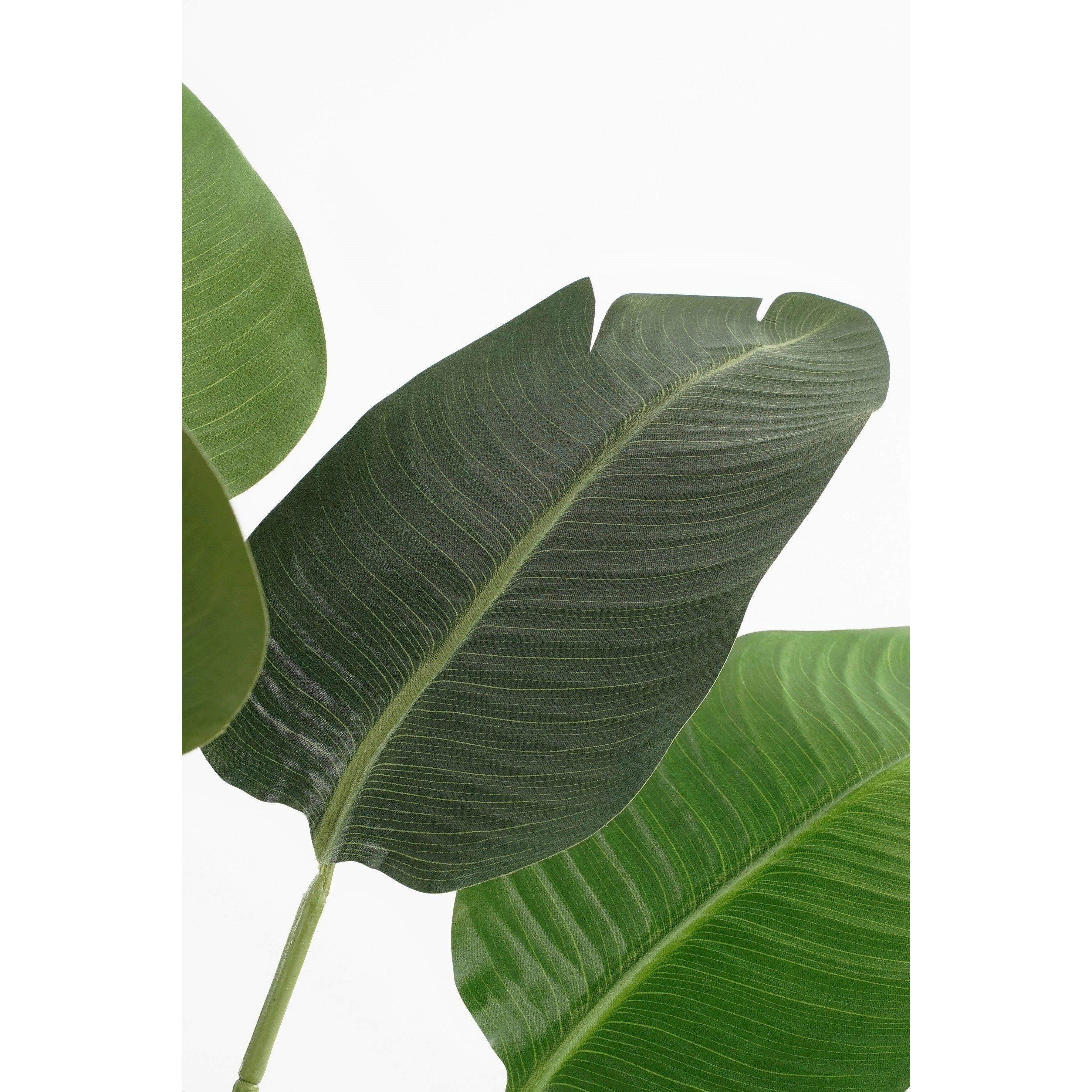 Green - Mica - Banana tree in pot green - 2