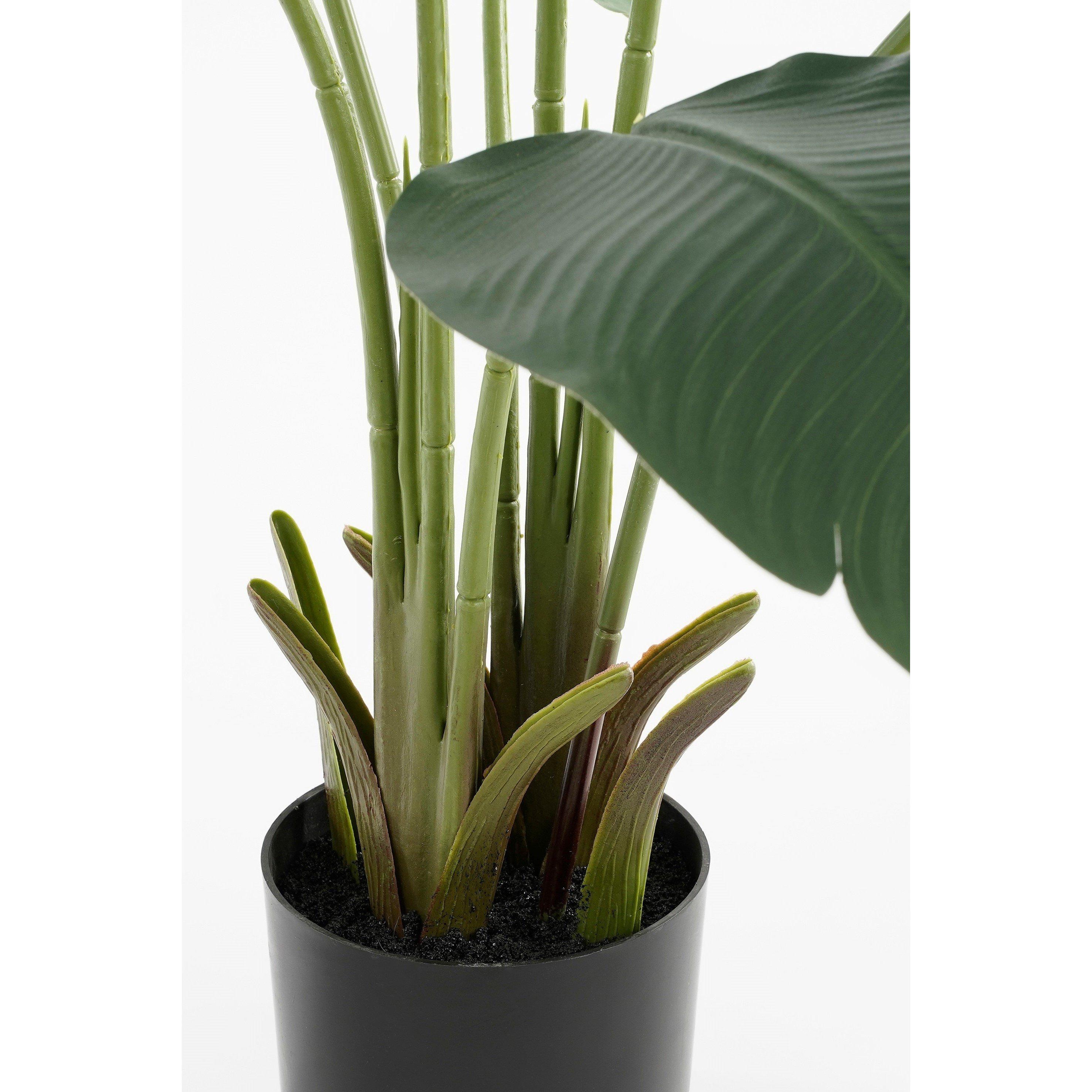 Green - Mica - Banana tree in pot green - 4