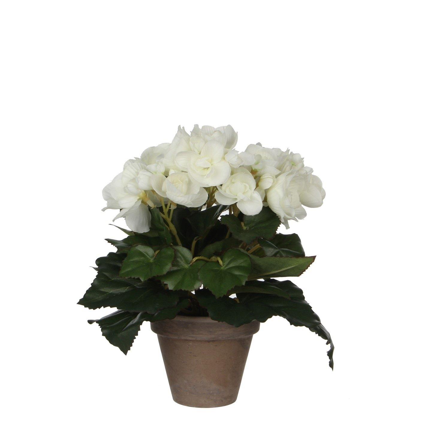 White - Mica - Begonia in pot Stan grey - 1