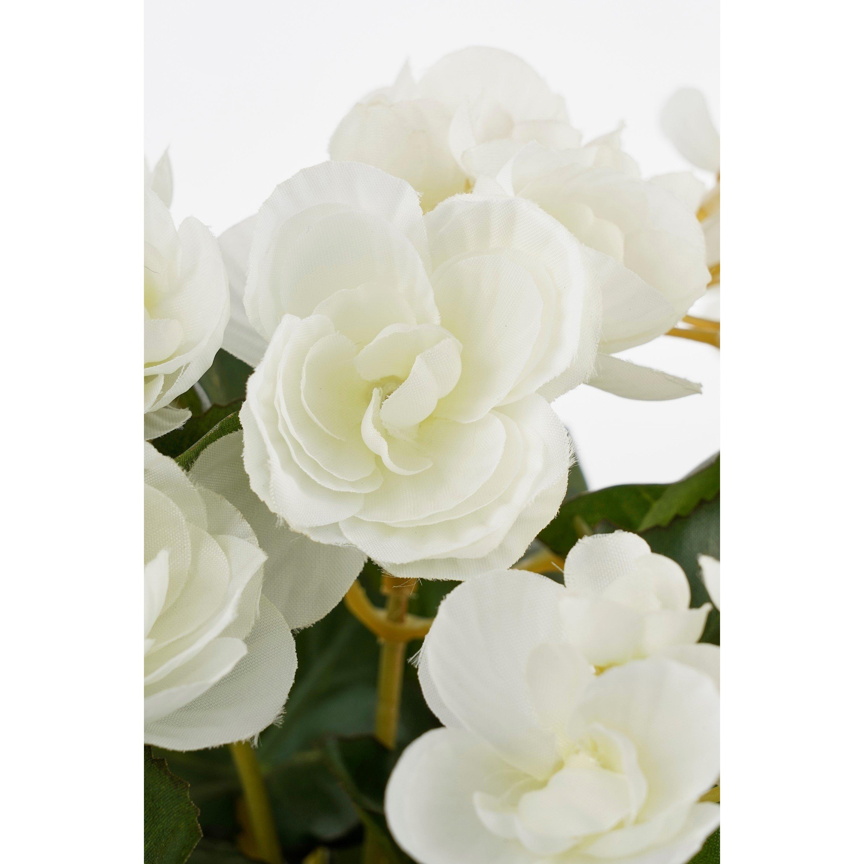 Weiß - Mica - Begonia in pot Stan grey - 3