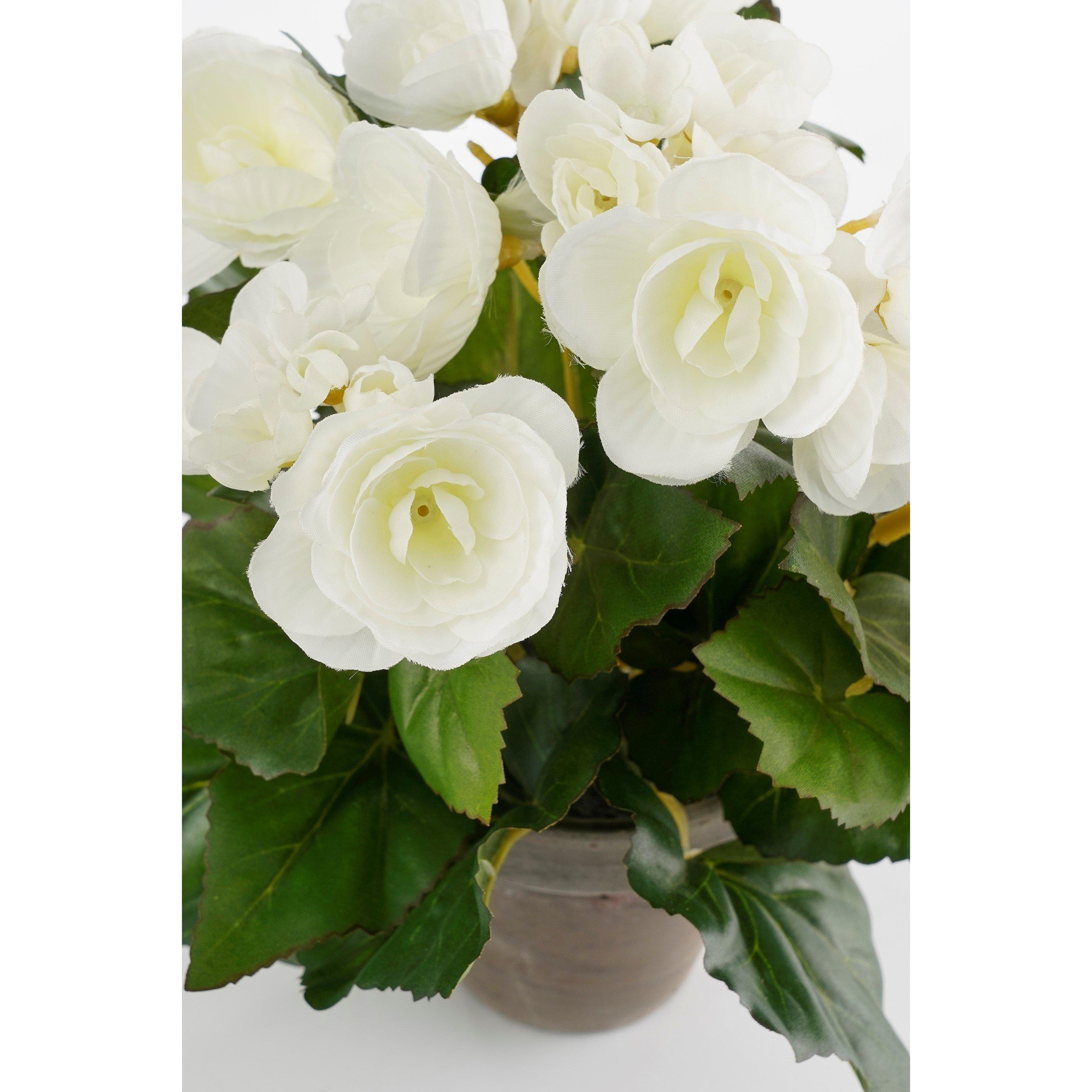 Weiß - Mica - Begonia in pot Stan grey - 4