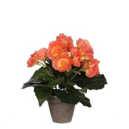 Mica Begonia in pot Stan grey