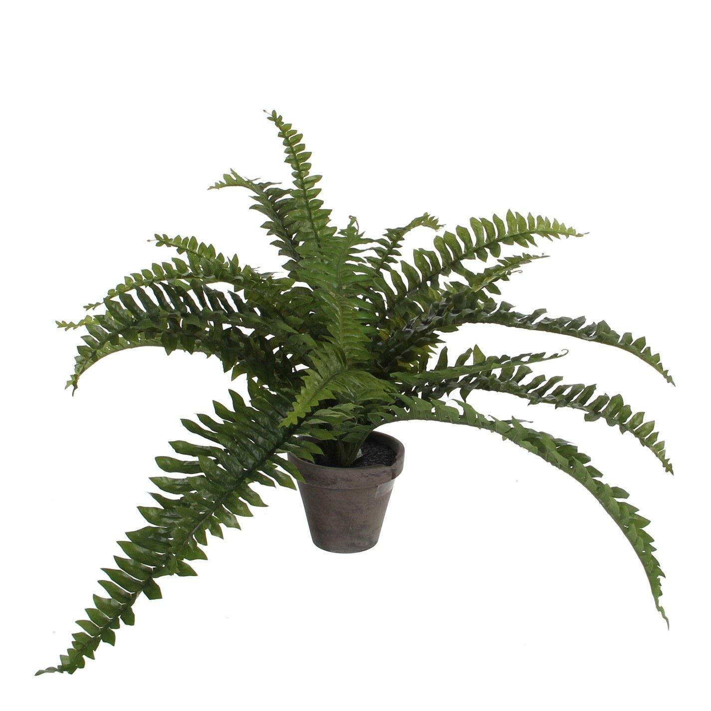 Mica Boston fern green in pot Stan grey