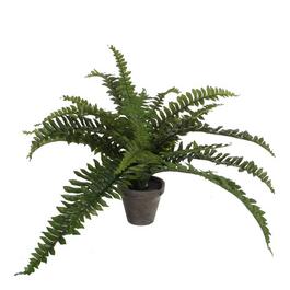 Mica Boston fern green in pot Stan grey