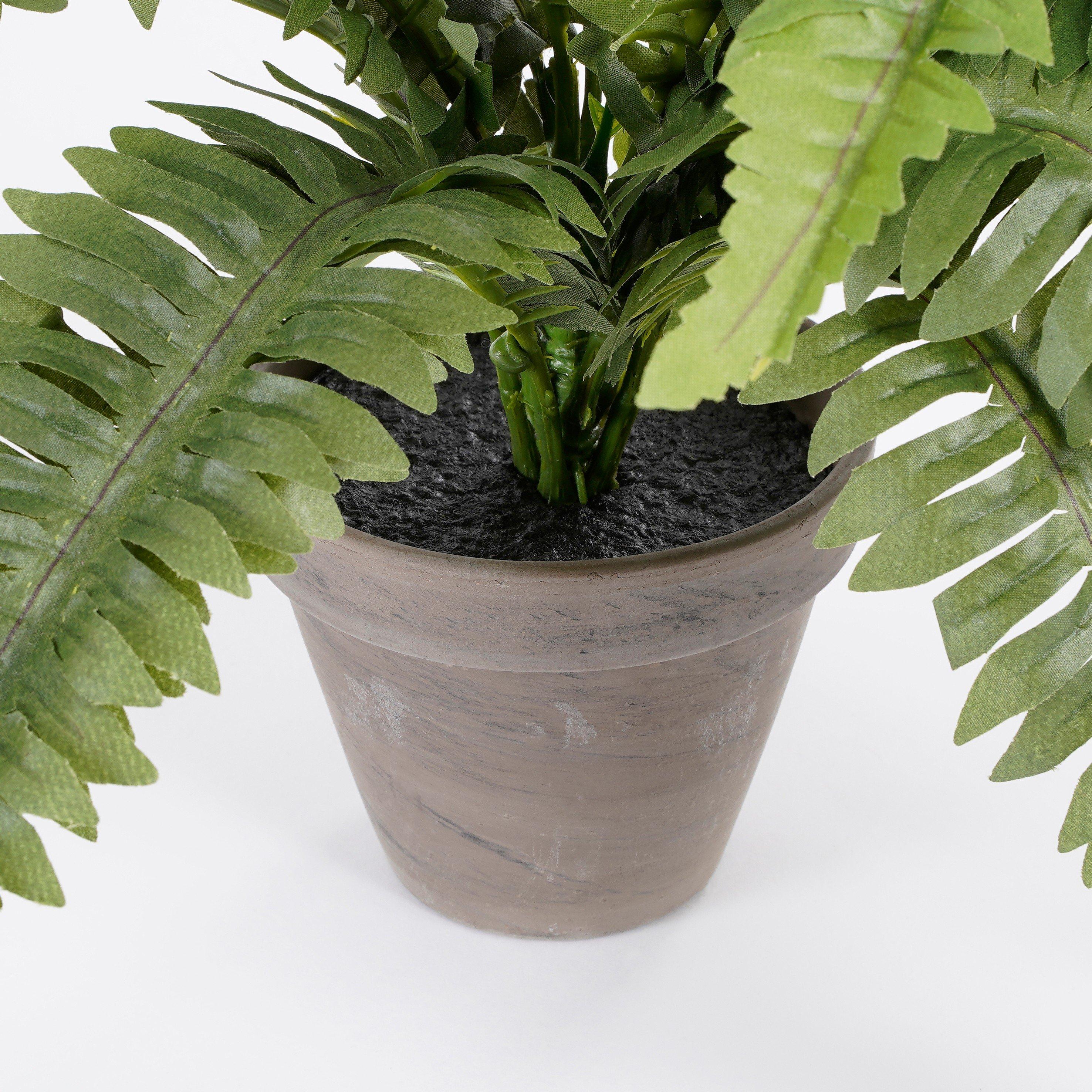 Green - Mica - Boston fern green in pot Stan grey - 4
