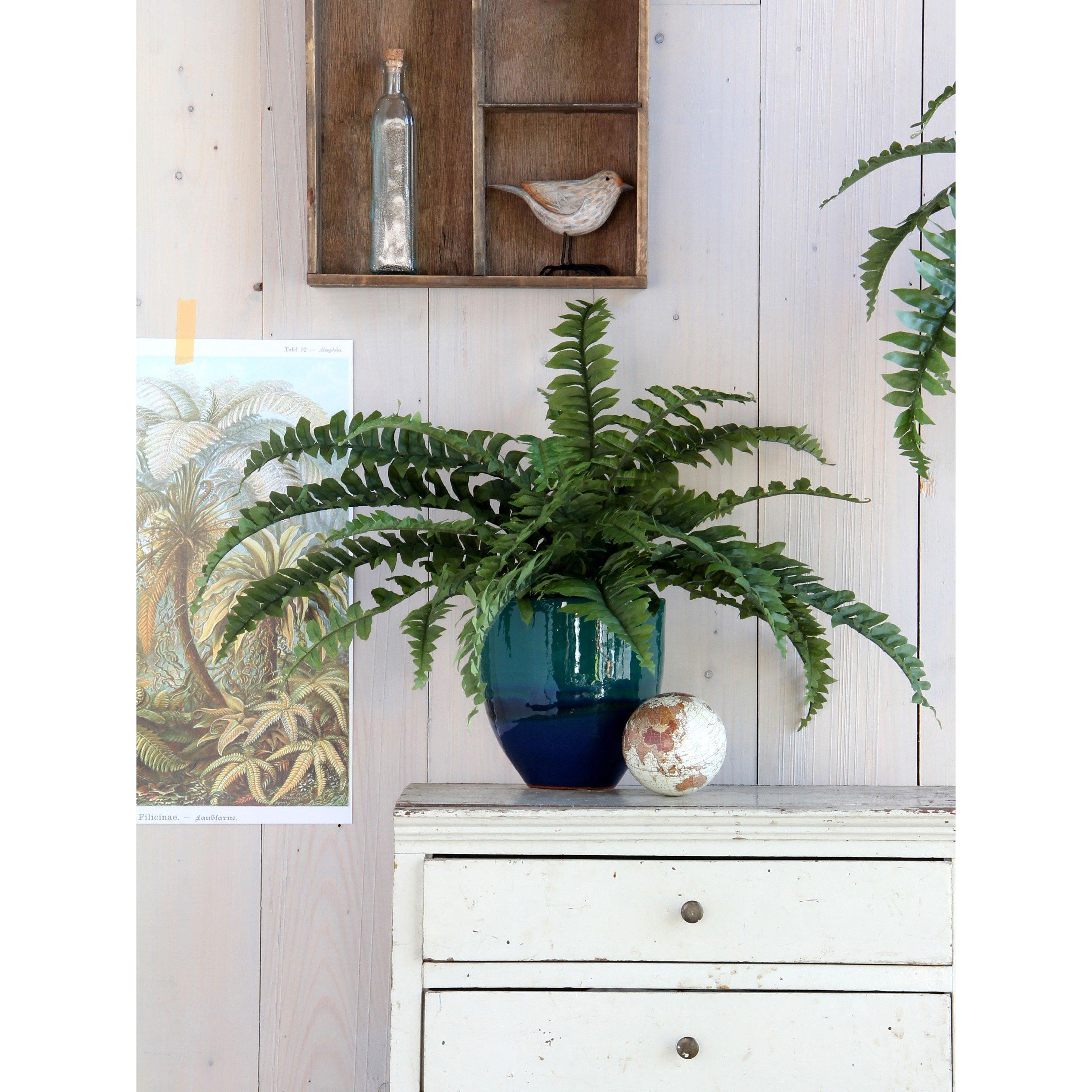 Green - Mica - Boston fern green in pot Stan grey - 6