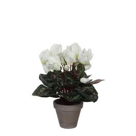Mica Cyclamen in pot Stan grey