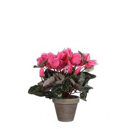 Mica Cyclamen in pot Stan grey