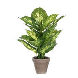 Mica Dieffenbachia green in pot Stan grey