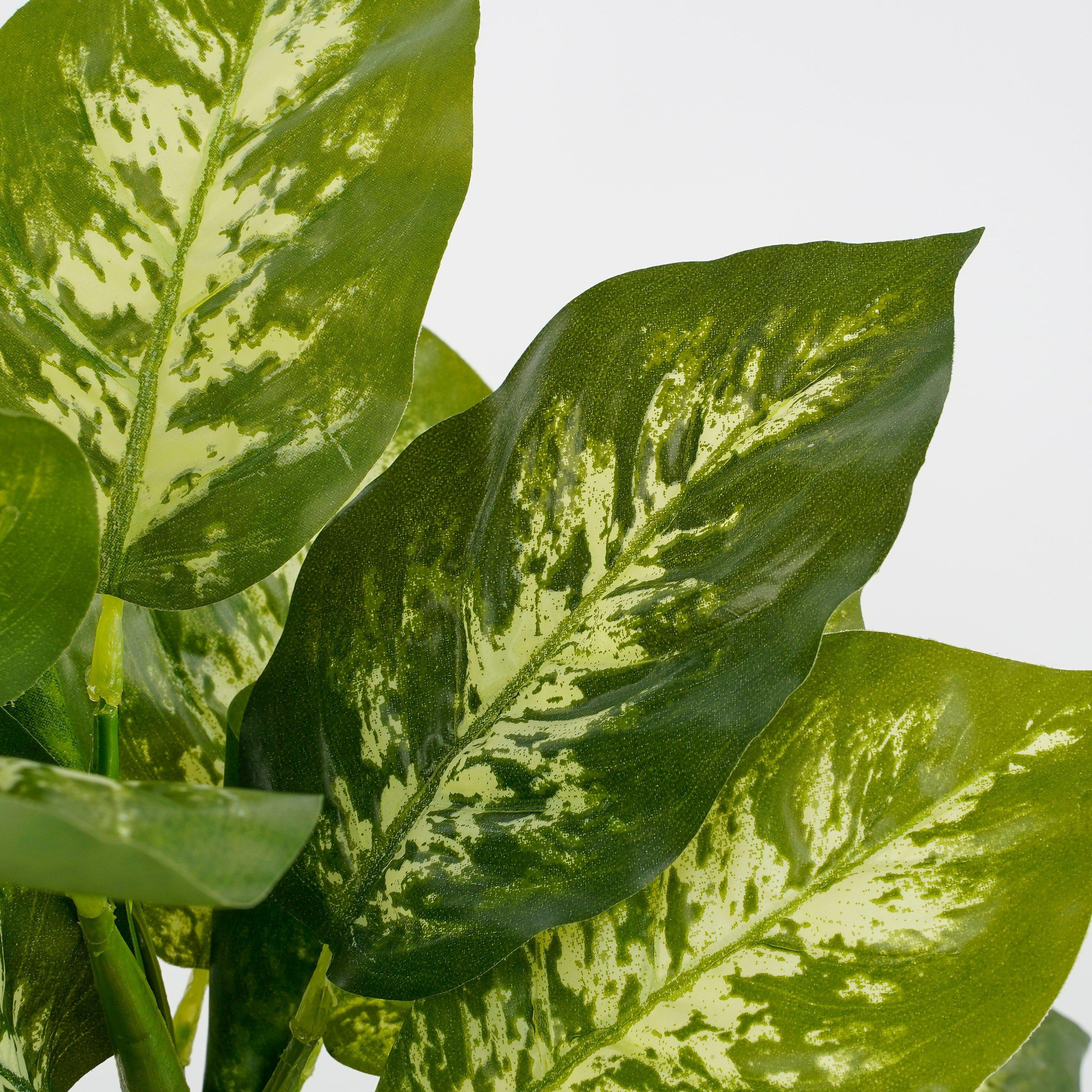 Green - Mica - Dieffenbachia green in pot Stan grey - 2