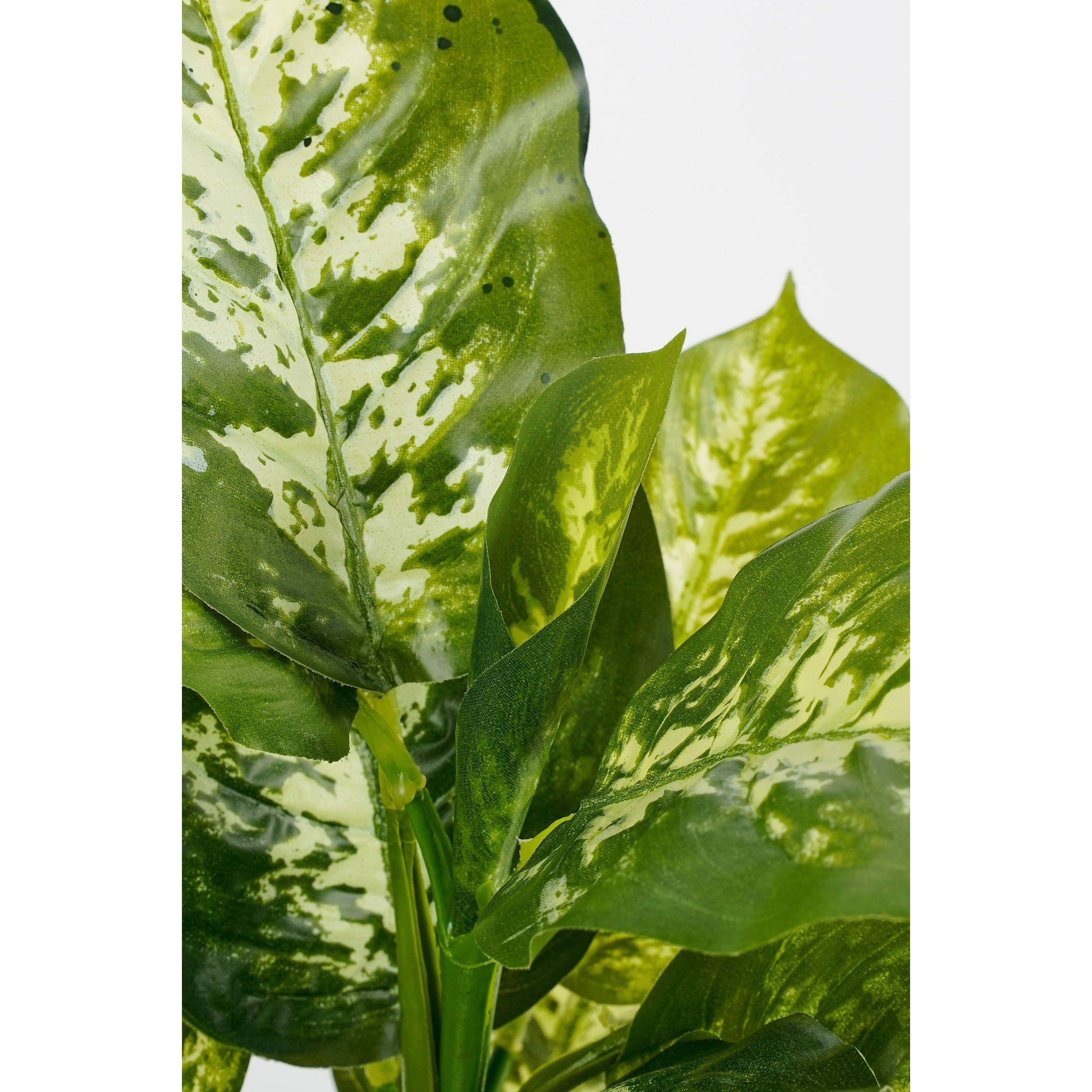 Green - Mica - Dieffenbachia green in pot Stan grey - 3