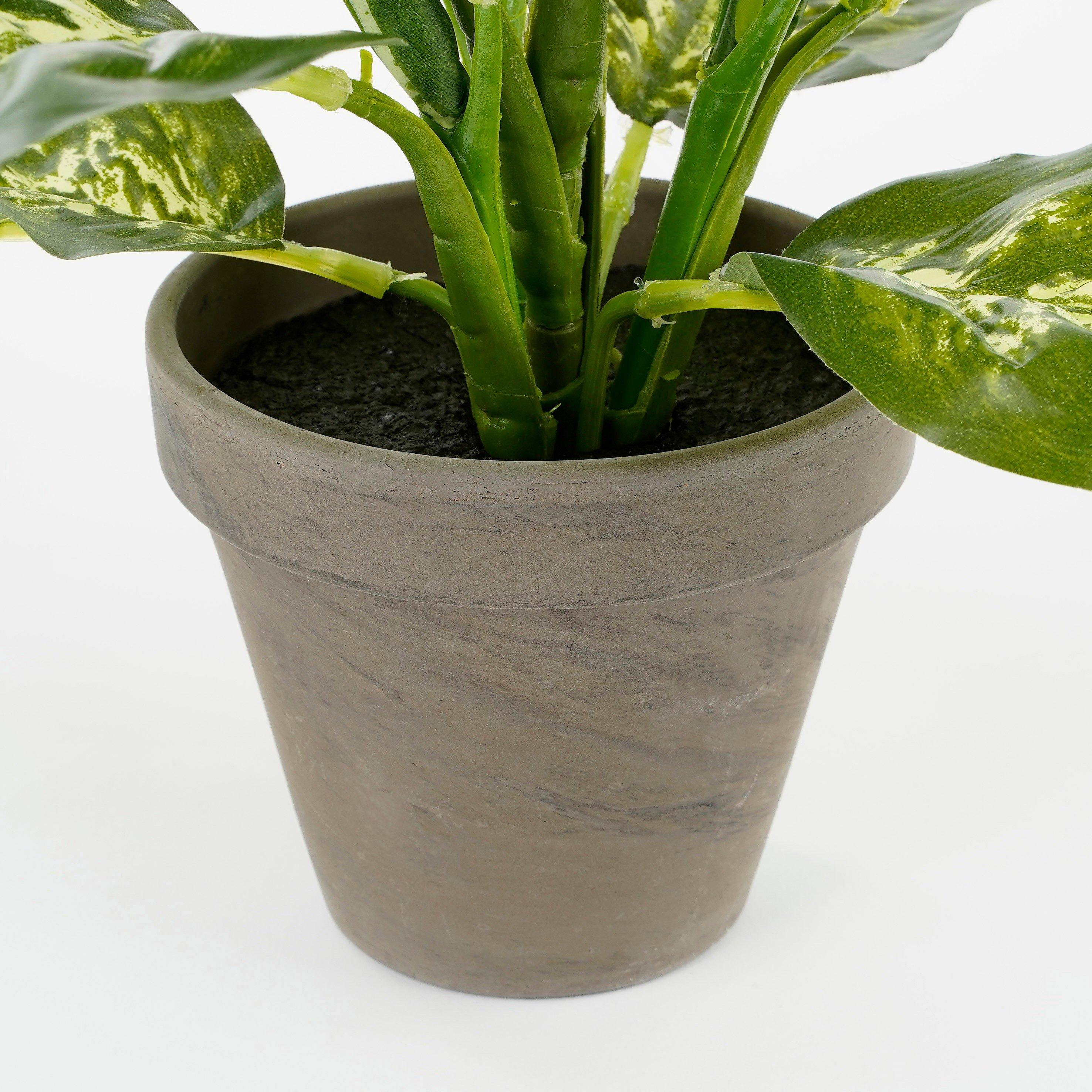 Green - Mica - Dieffenbachia green in pot Stan grey - 4