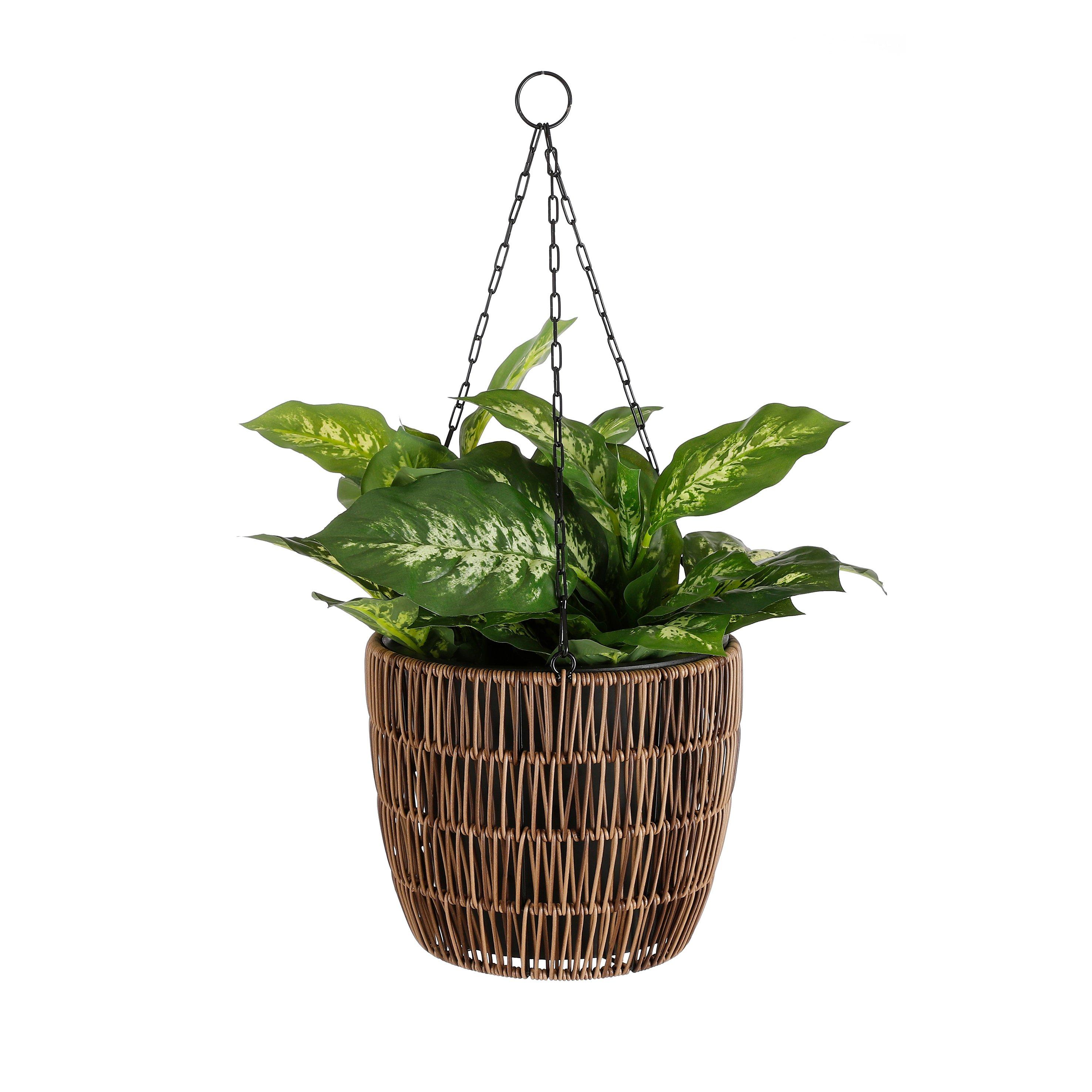 Green - Mica - Dieffenbachia green in pot Stan grey - 5