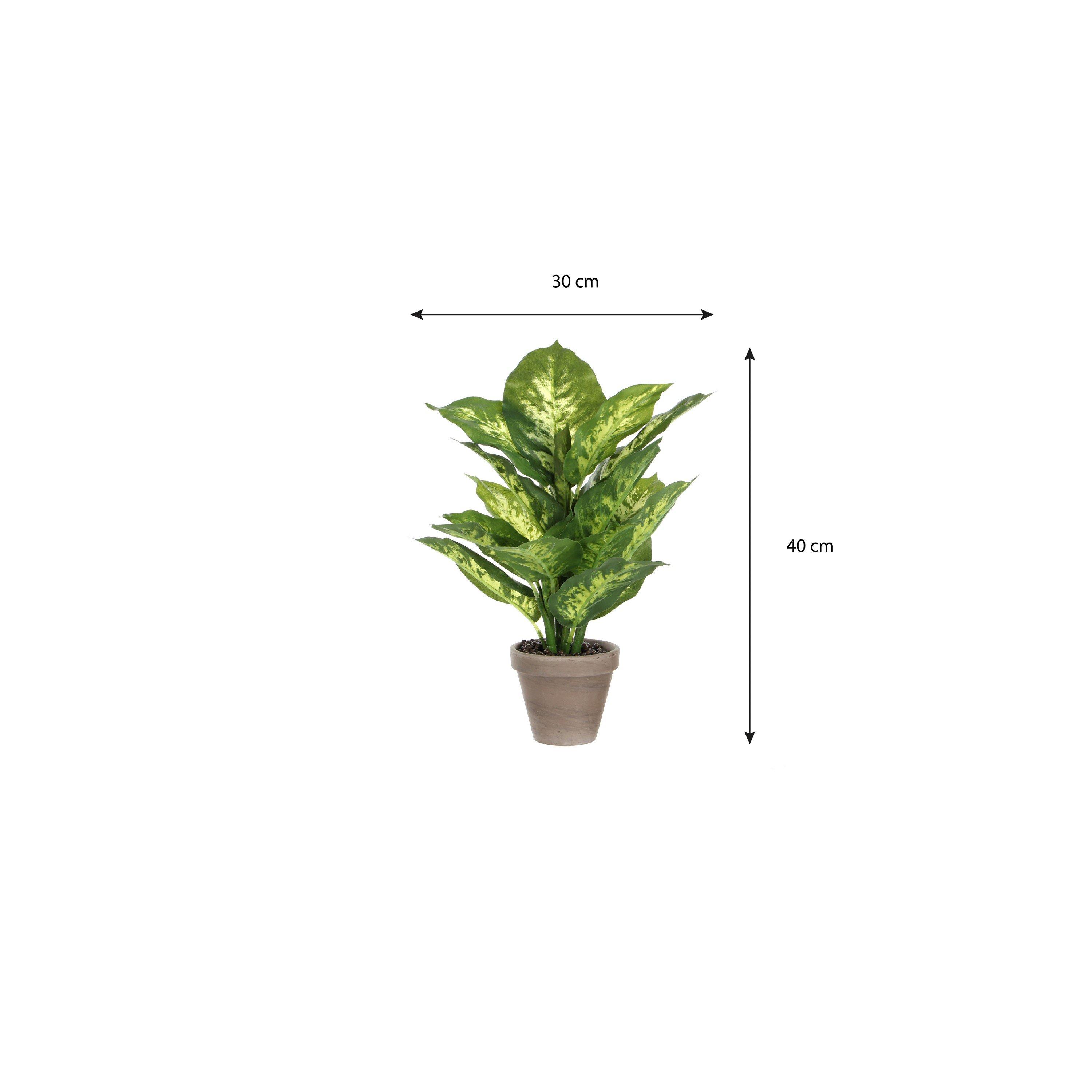 Green - Mica - Dieffenbachia green in pot Stan grey - 6