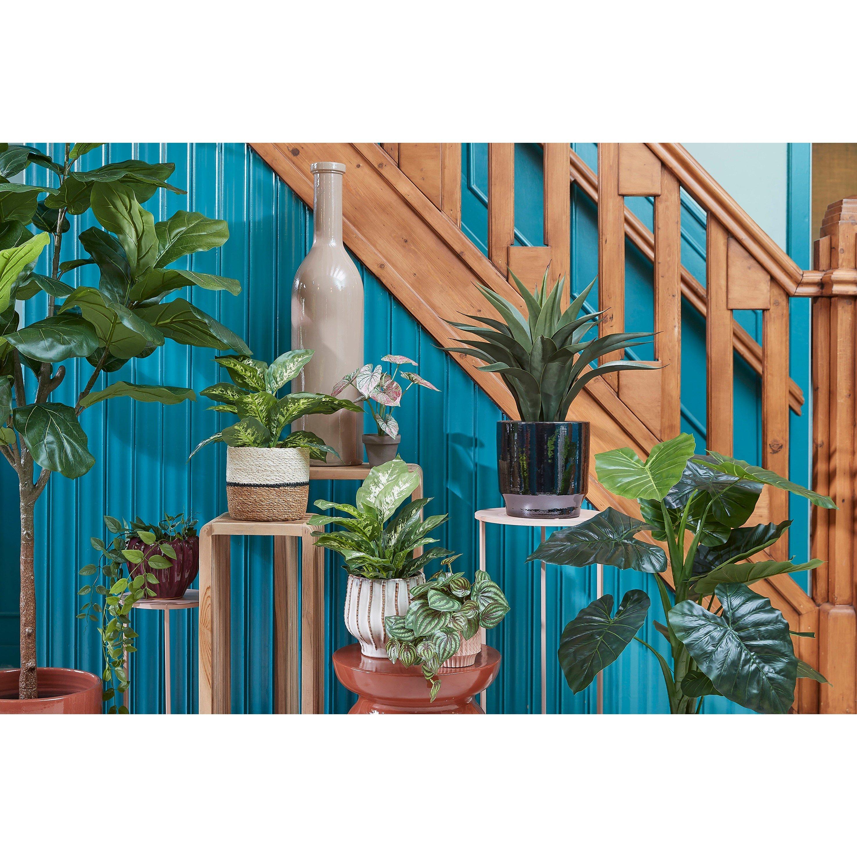 Green - Mica - Dieffenbachia green in pot Stan grey - 7