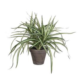 Mica Dracaena white in pot Stan grey