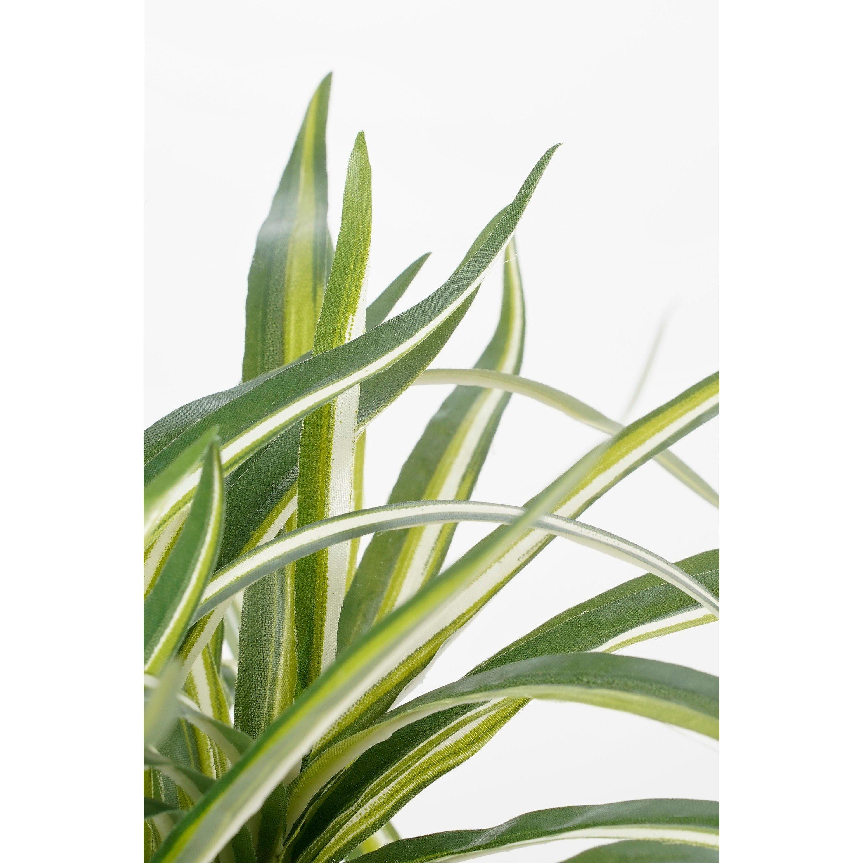 Green - Mica - Dracaena white in pot Stan grey - 2