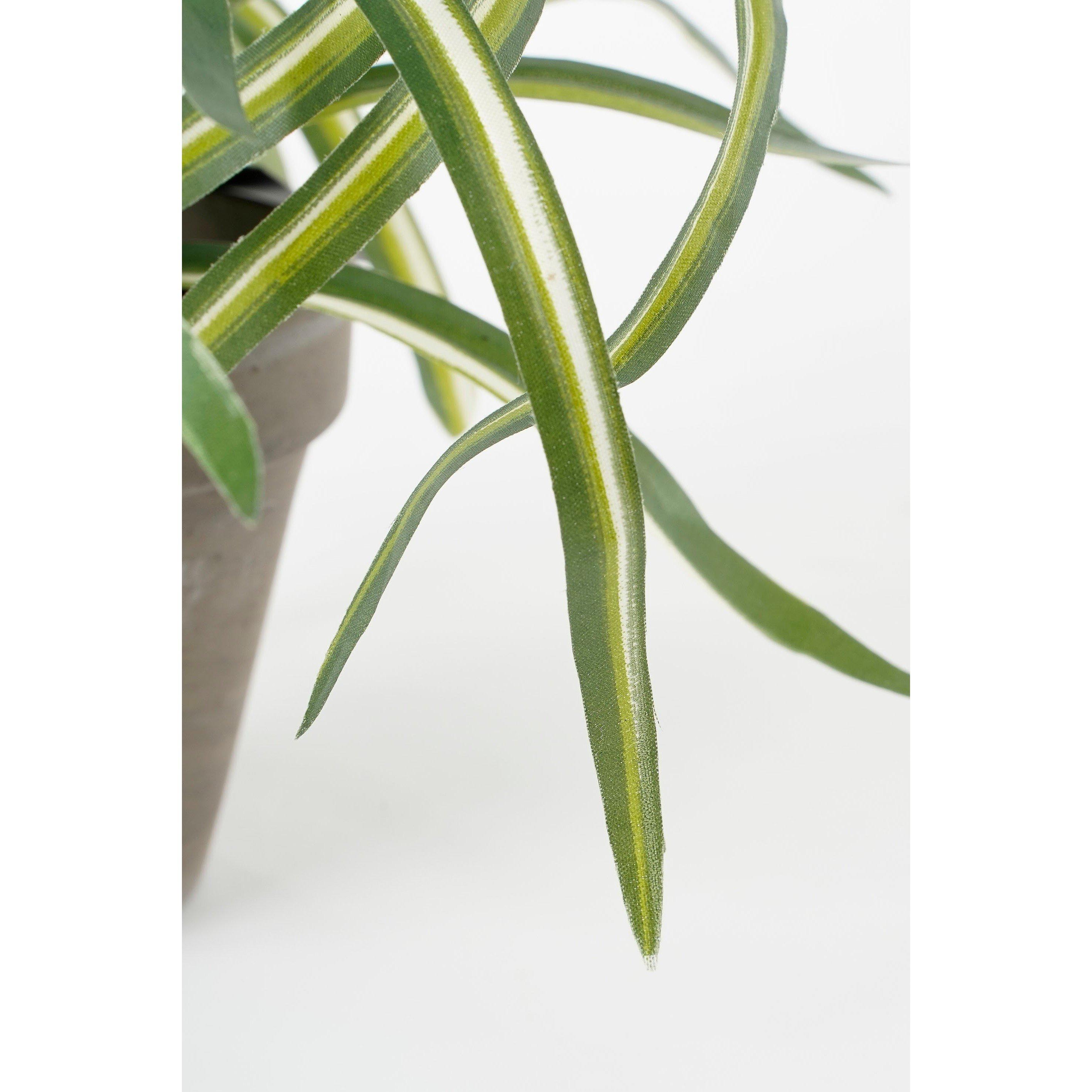 Green - Mica - Dracaena white in pot Stan grey - 3