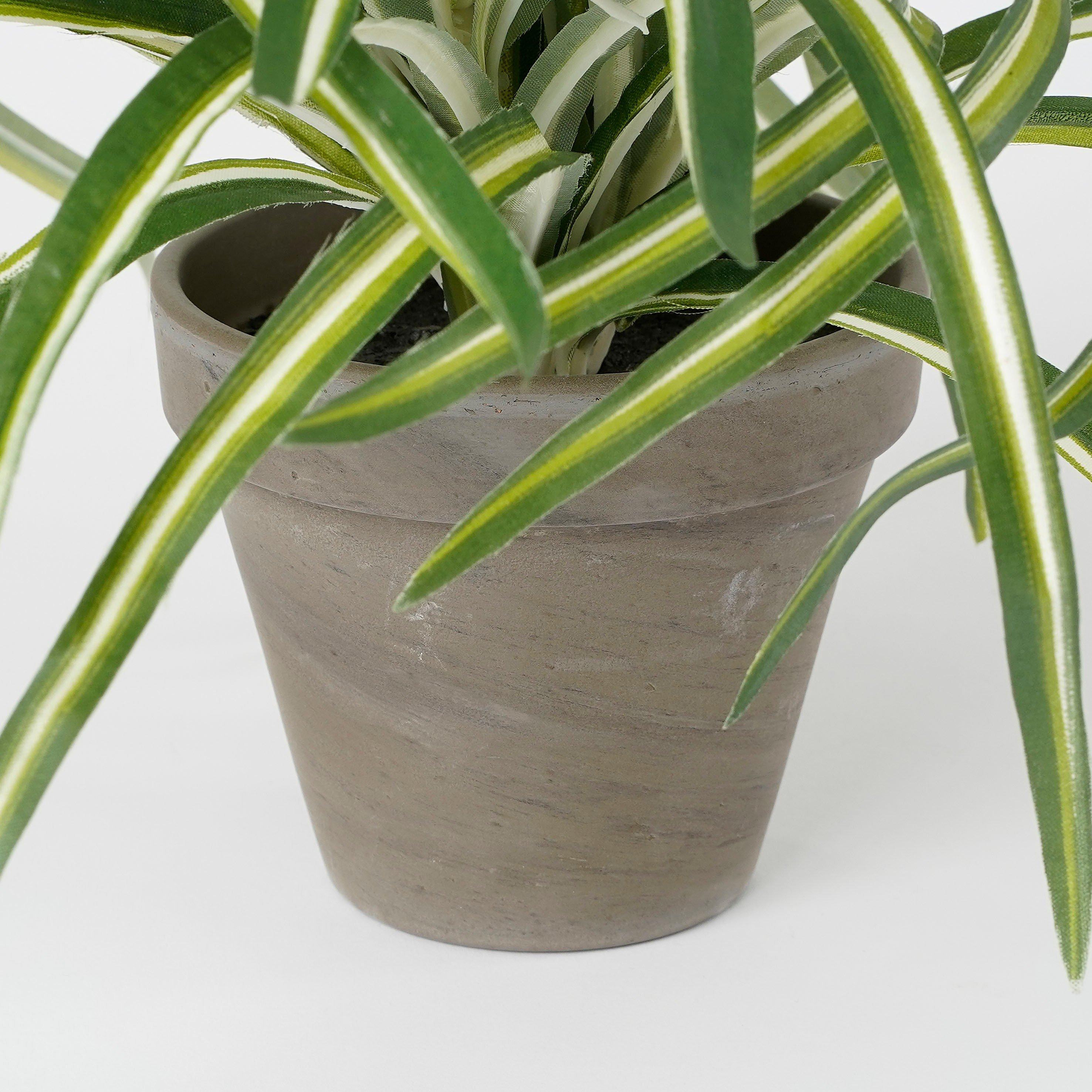 Green - Mica - Dracaena white in pot Stan grey - 4