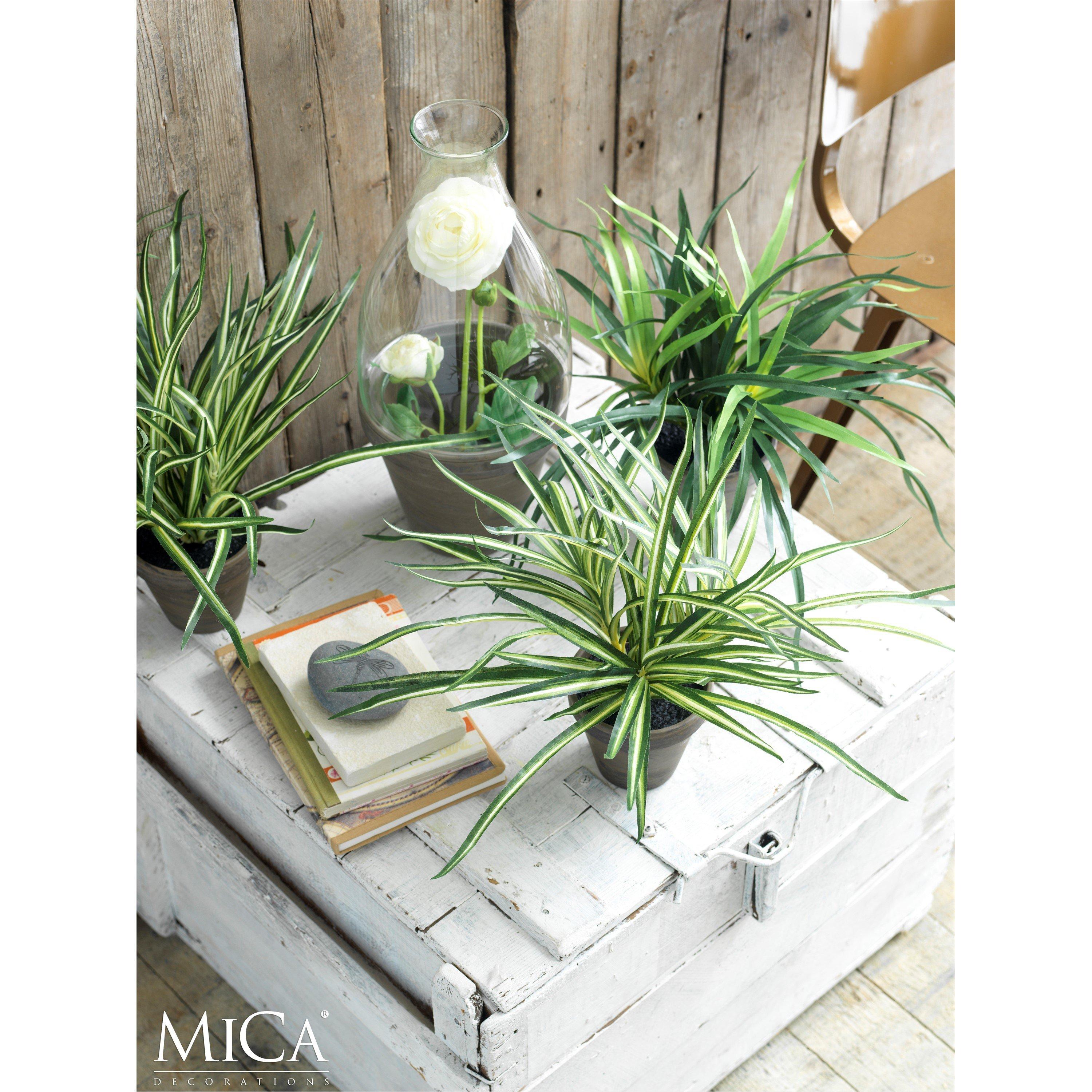 Green - Mica - Dracaena white in pot Stan grey - 5