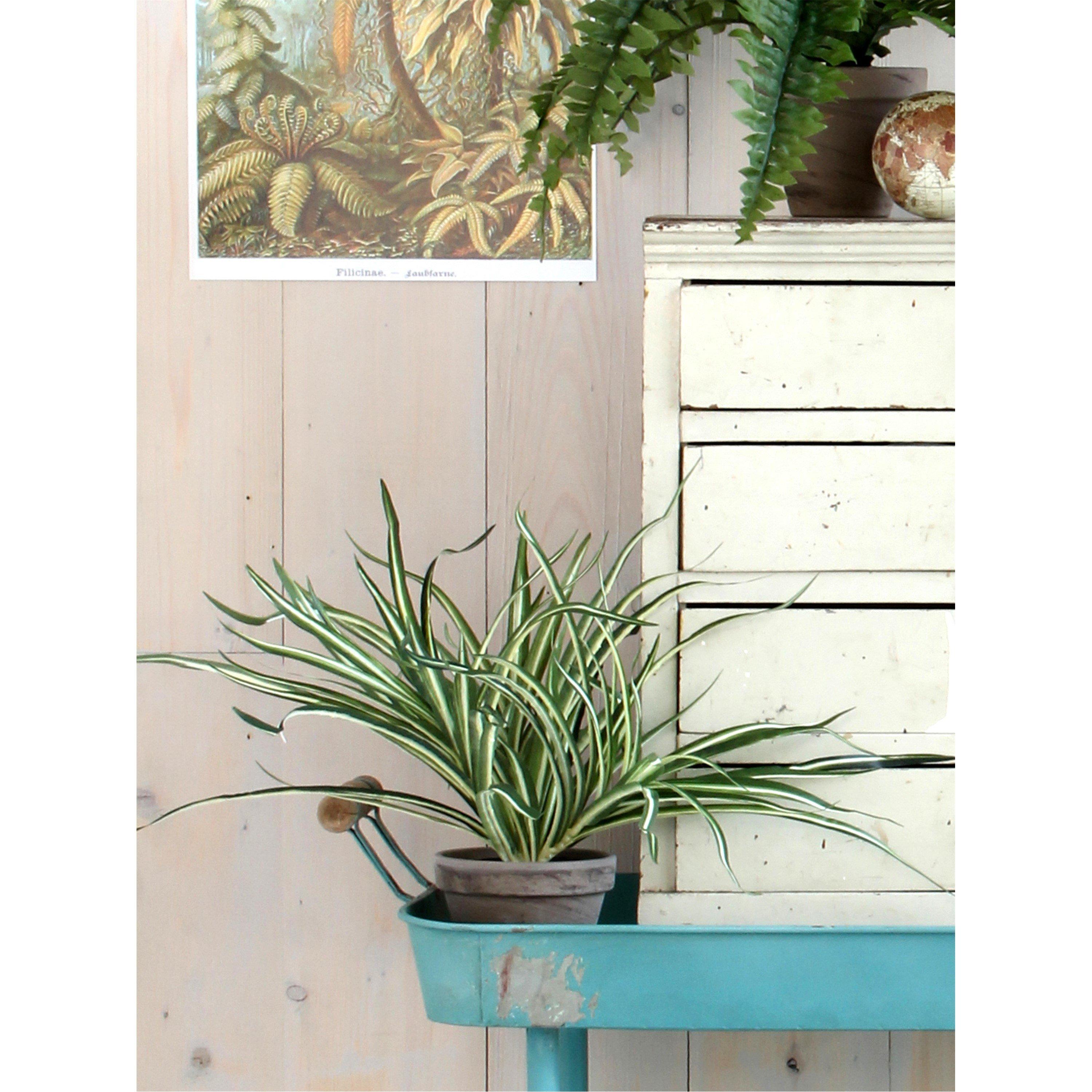 Green - Mica - Dracaena white in pot Stan grey - 6