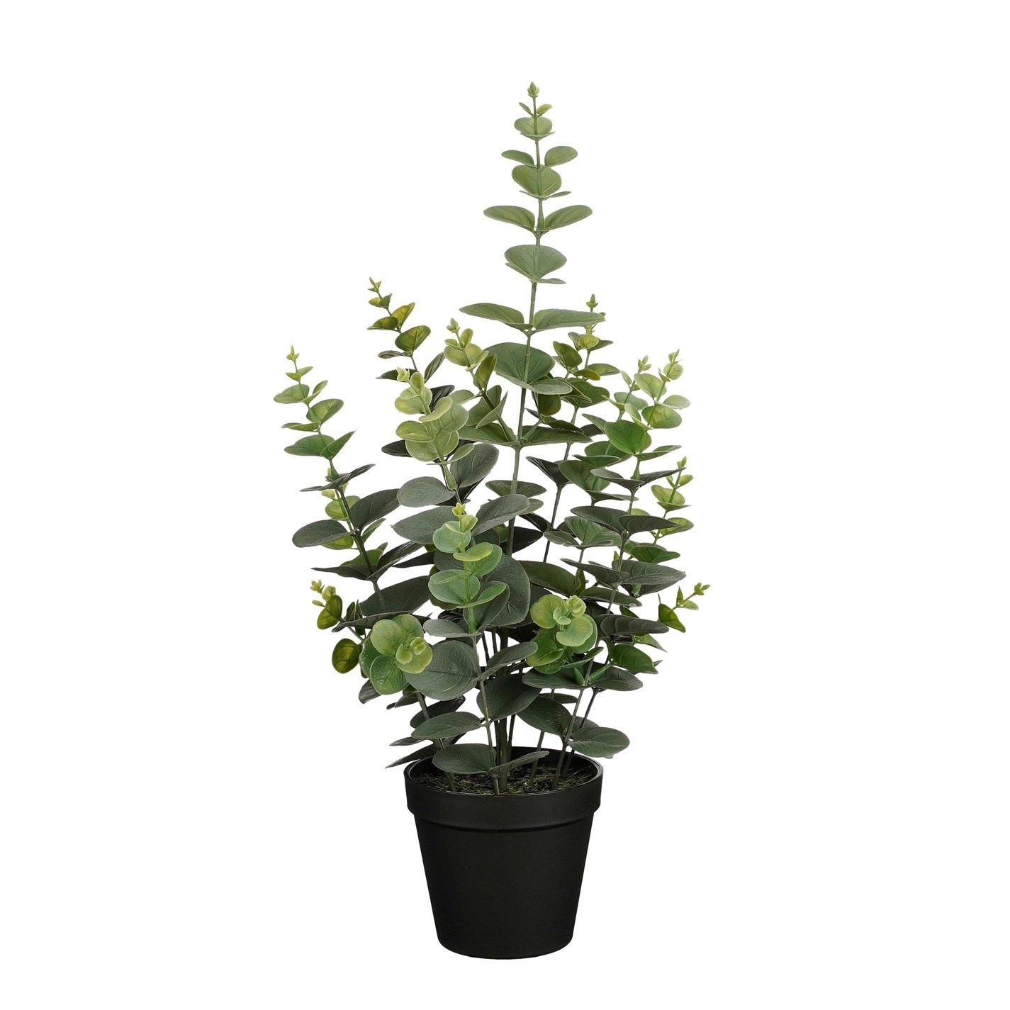 Green - Mica - Eucalyptus in pot green - 1