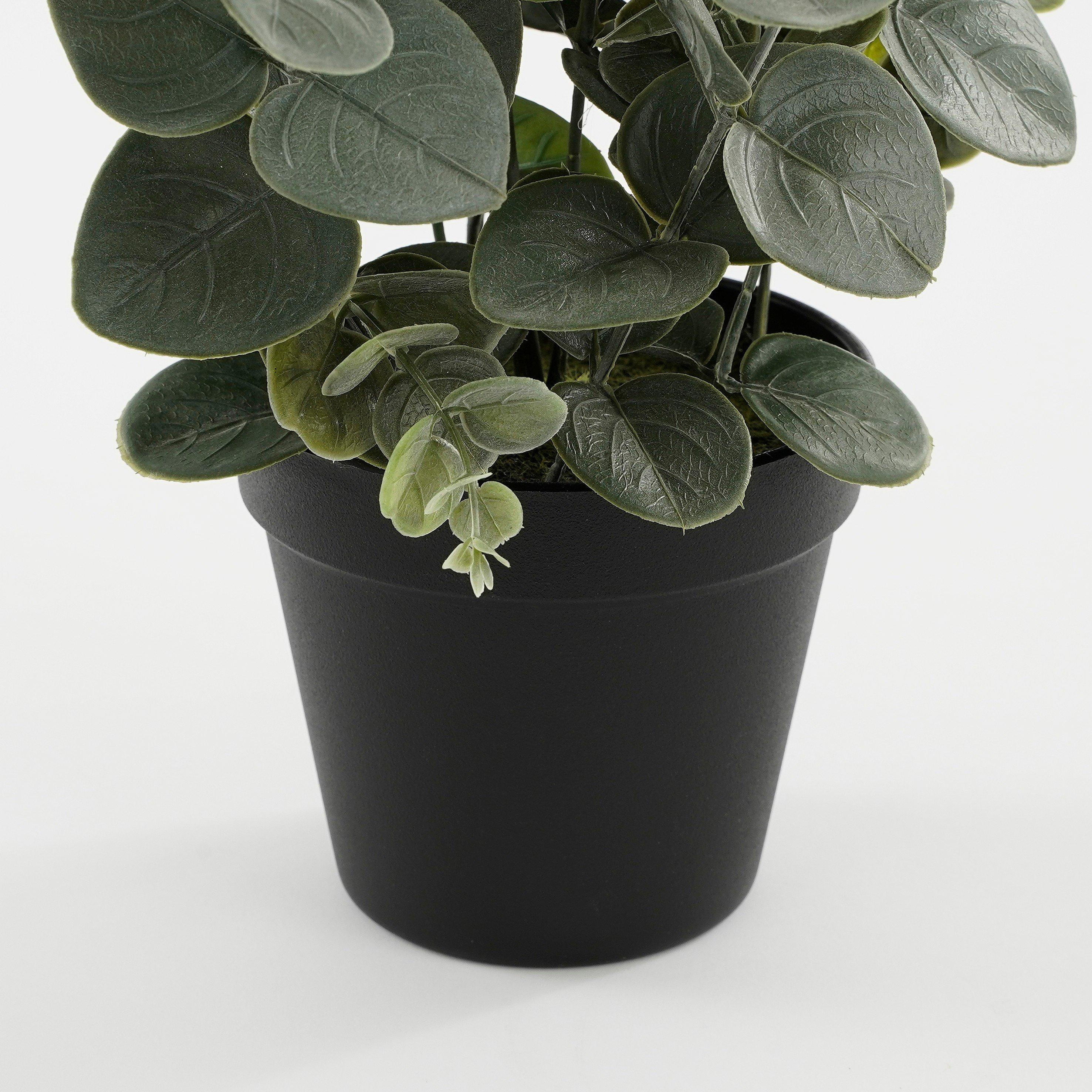 Green - Mica - Eucalyptus in pot green - 4