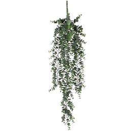 Mica Eucalyptus hanging green
