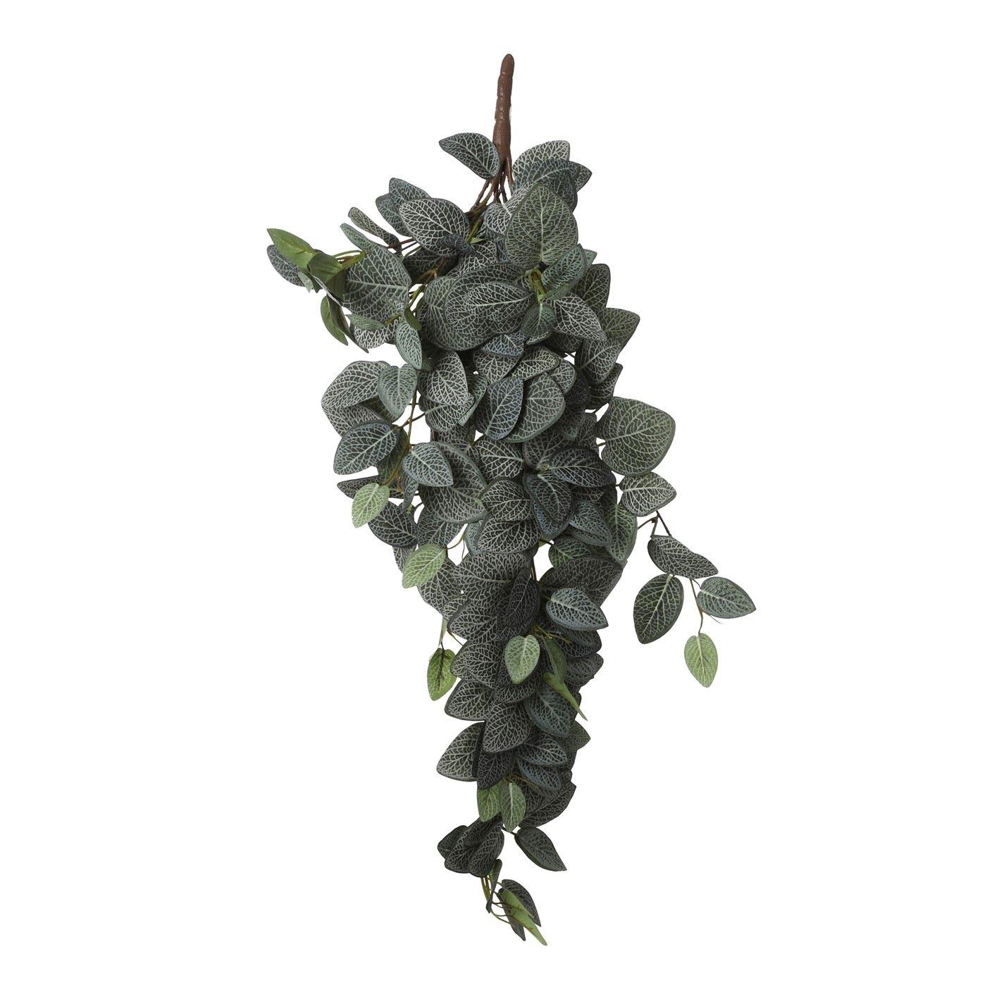 Green - Mica - Fittonia hanging green - 1