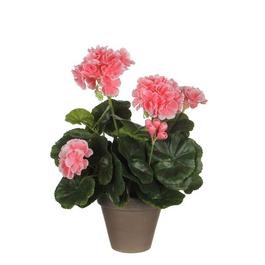 Mica Geranium in pot Stan grey