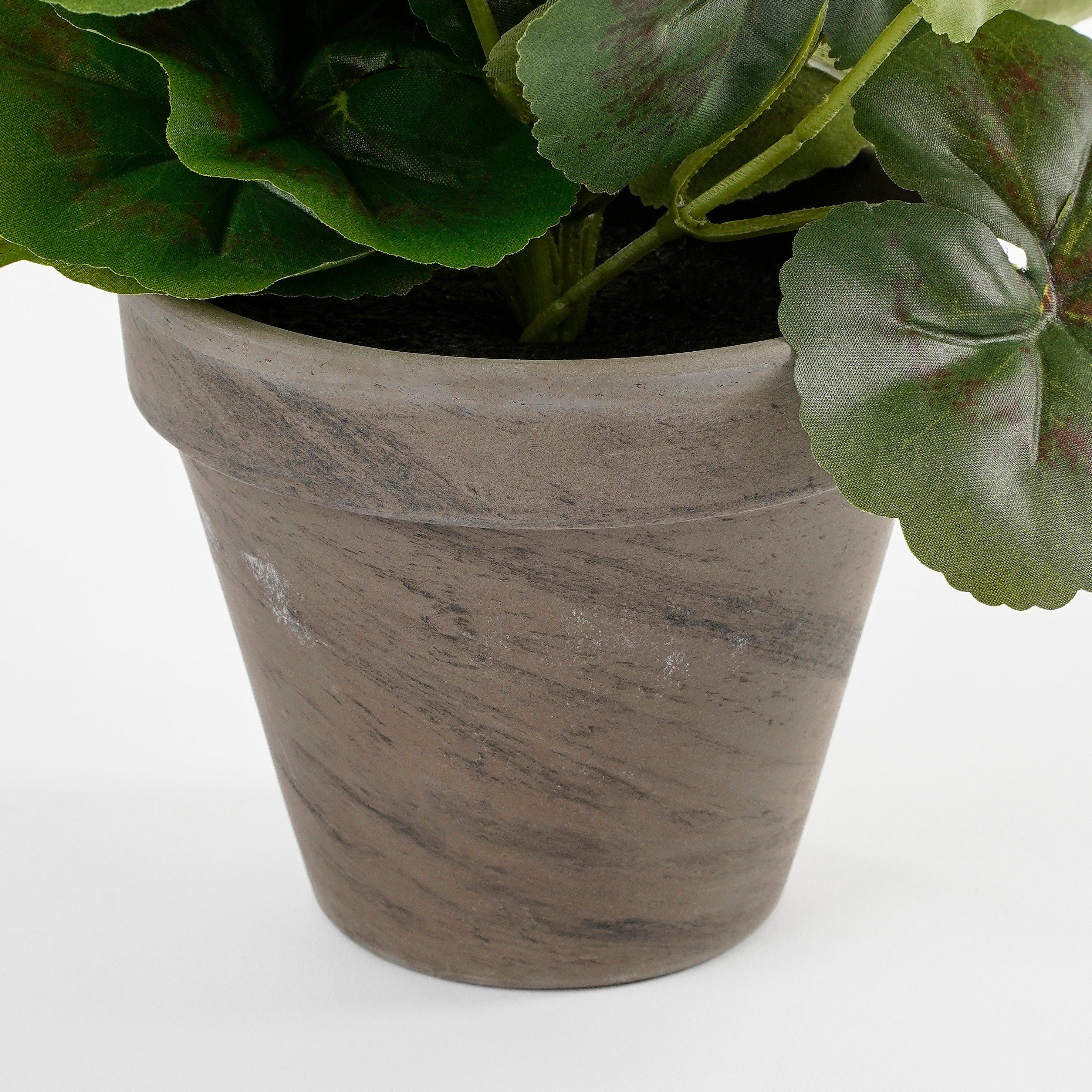 Cream - Mica - Geranium in pot Stan grey - 4