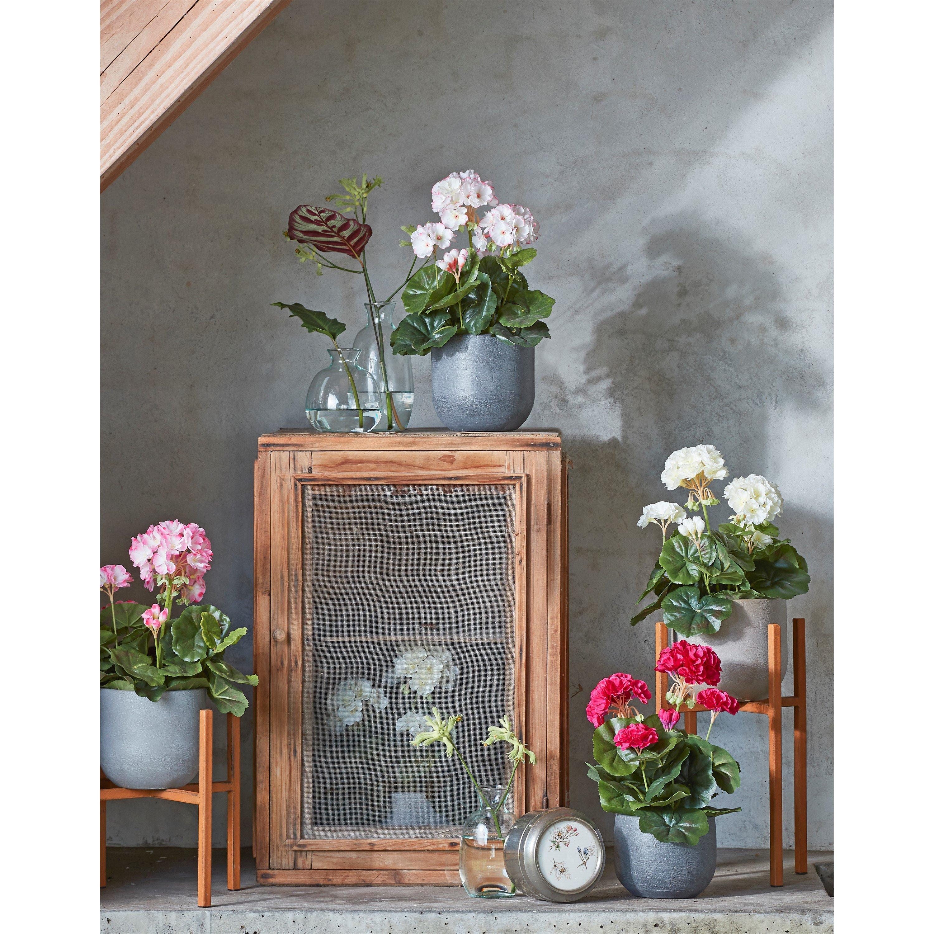 Cream - Mica - Geranium in pot Stan grey - 5