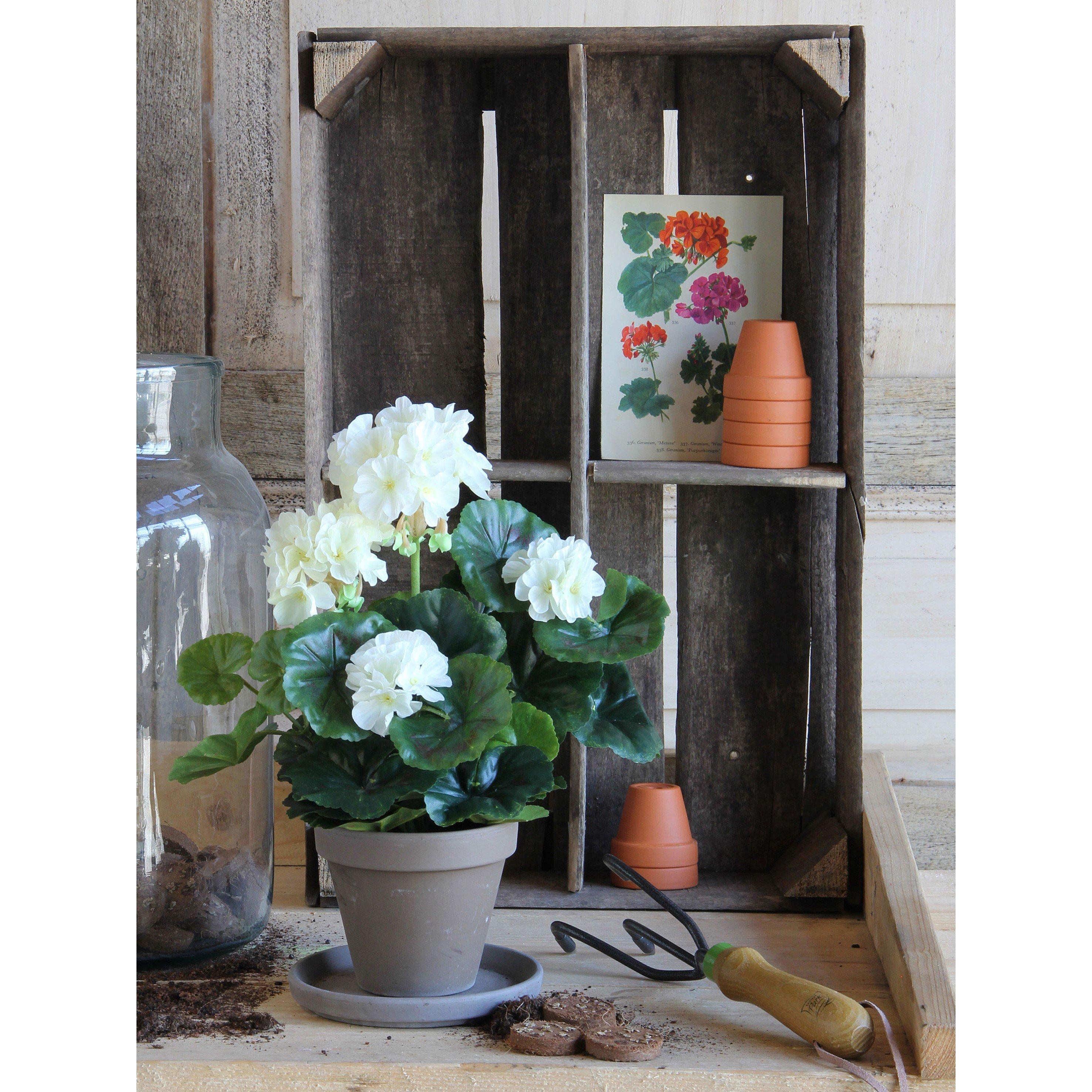 Cream - Mica - Geranium in pot Stan grey - 6