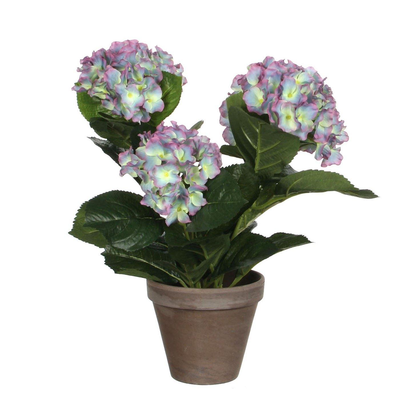 Hydrangea in pot Stan grey