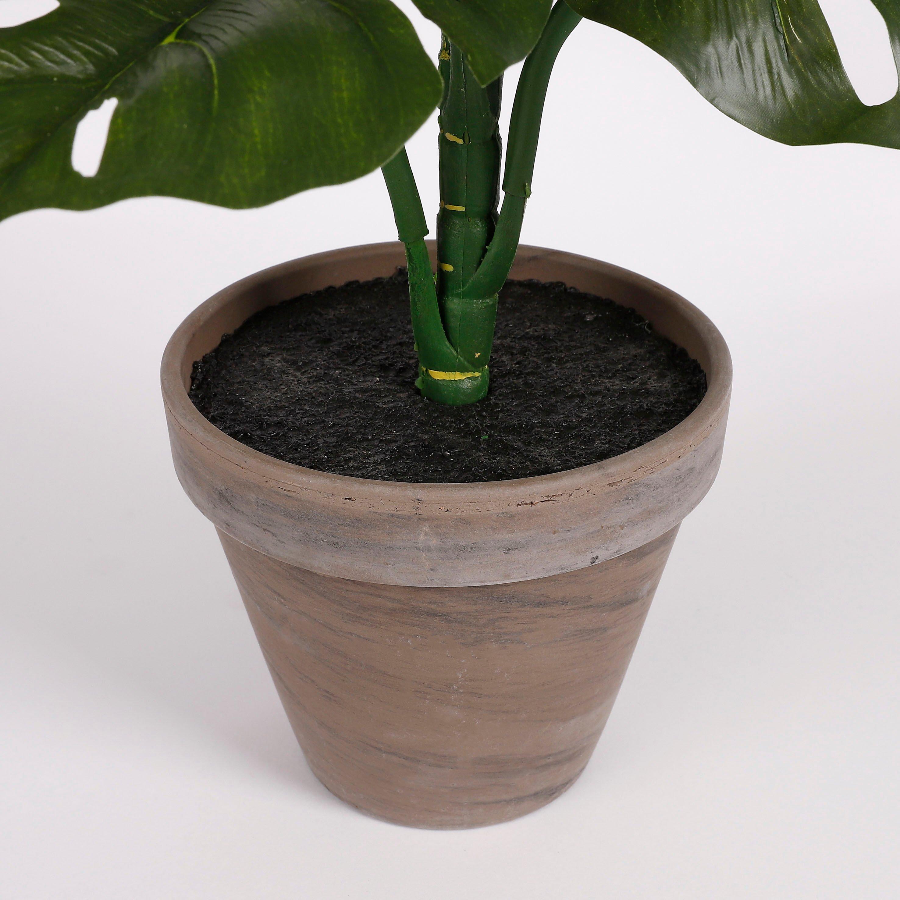 Green - Mica - Monstera green in pot Stan grey - 3