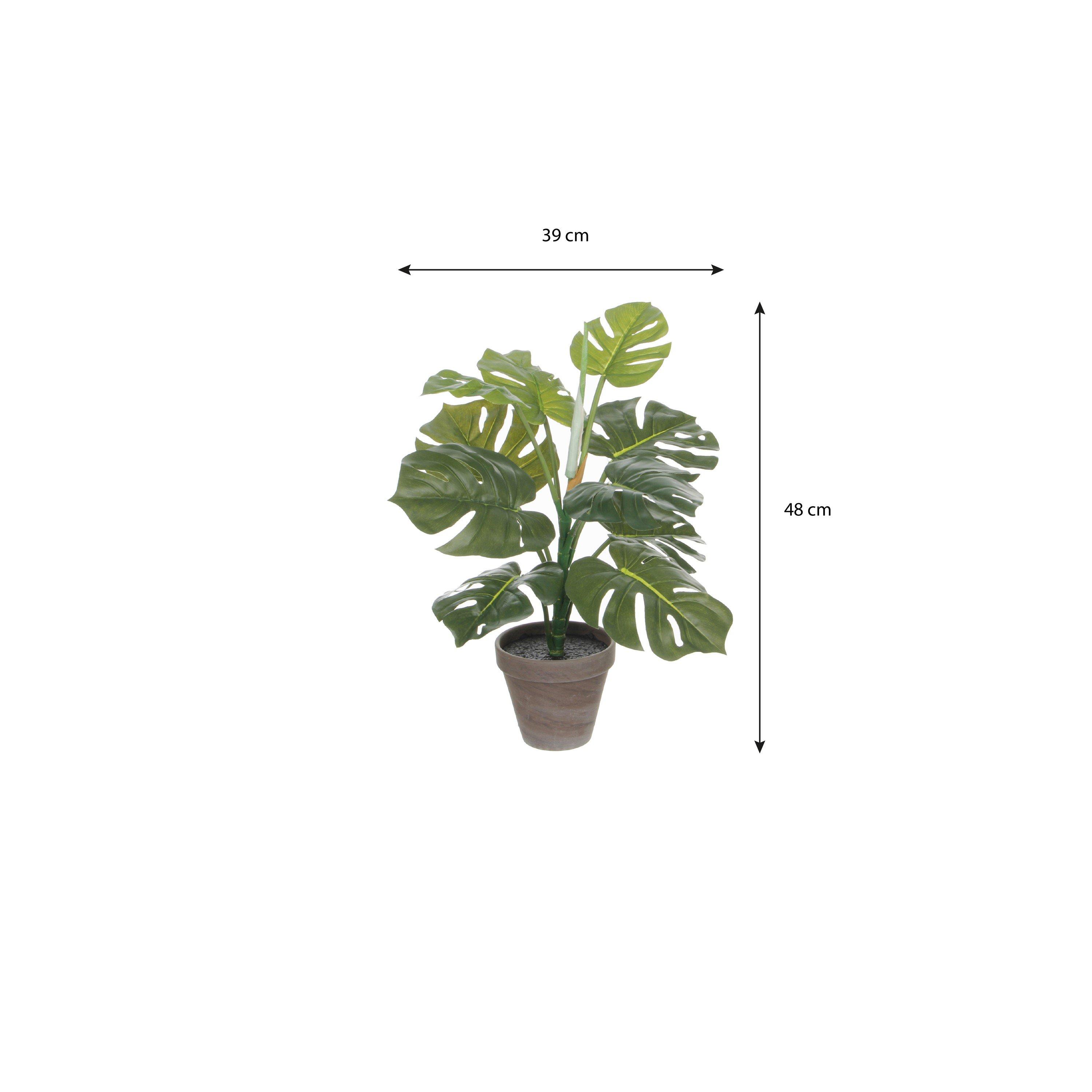Green - Mica - Monstera green in pot Stan grey - 4