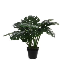 Mica Monstera in plastic pot green
